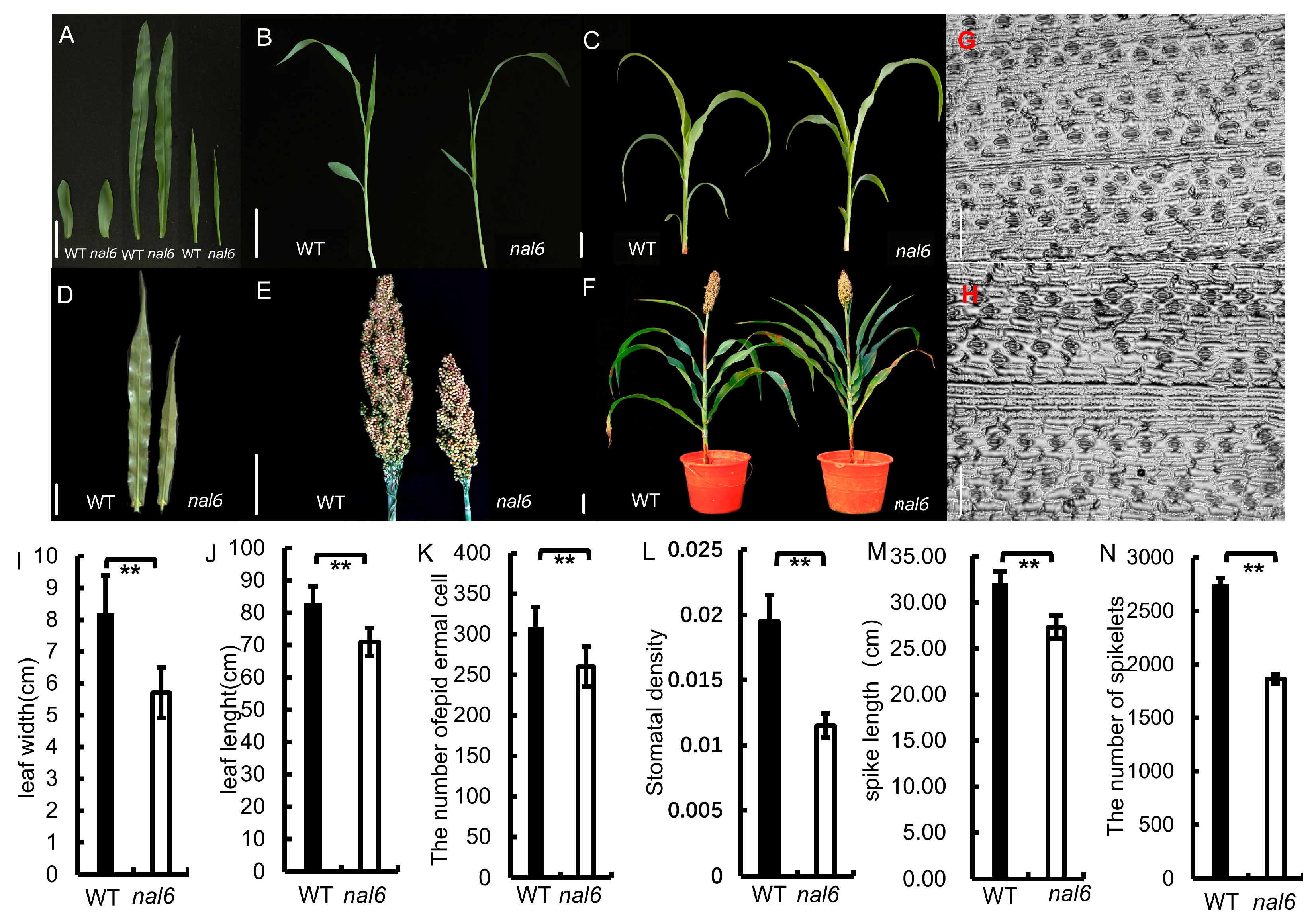 tanaka Transcriptome Differential Expression Regulation Analysis of