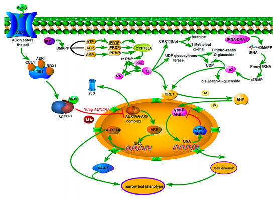 Transcriptome Differential Expression Regulation Analysis of