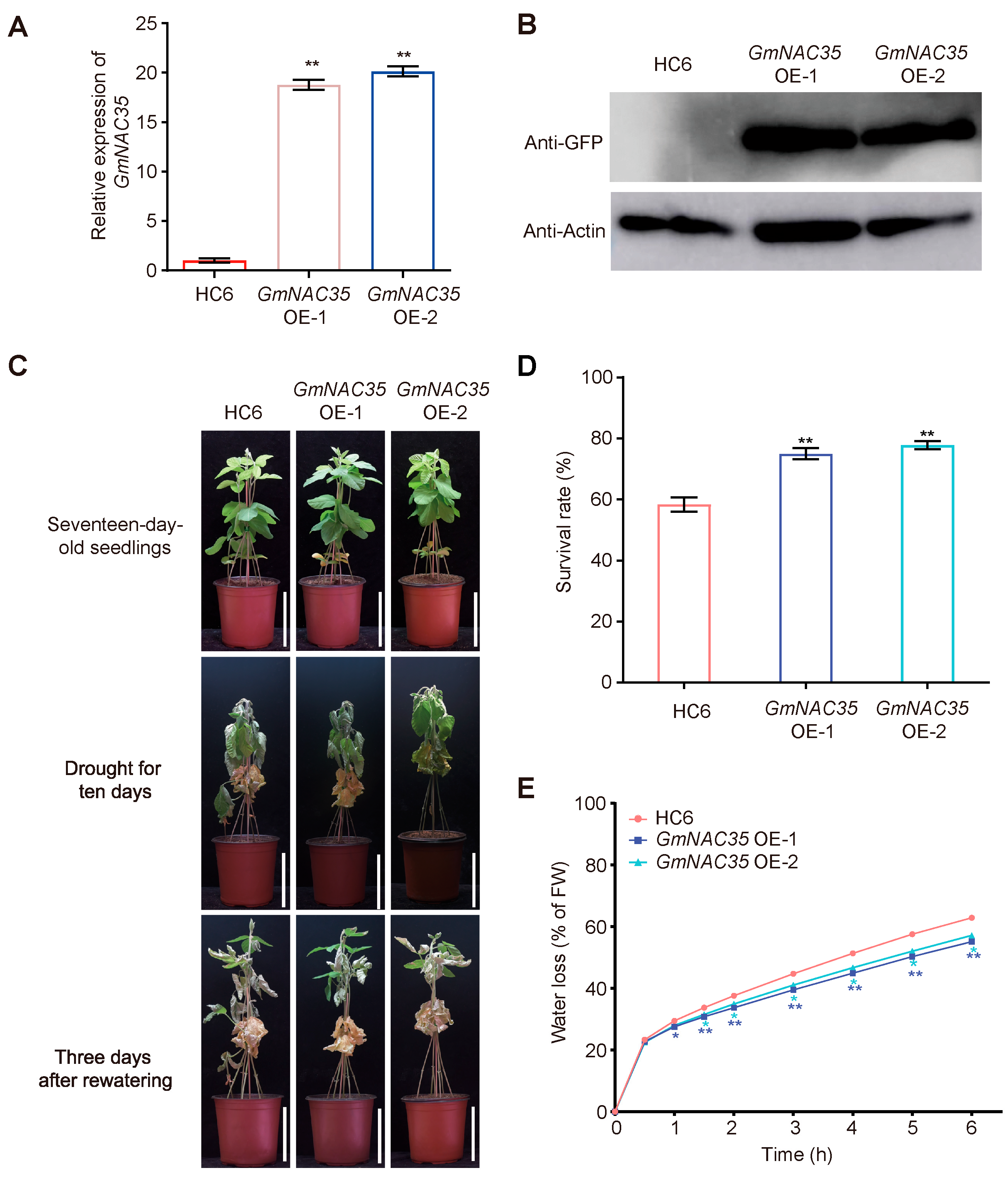Agronomy 15 01450 g004