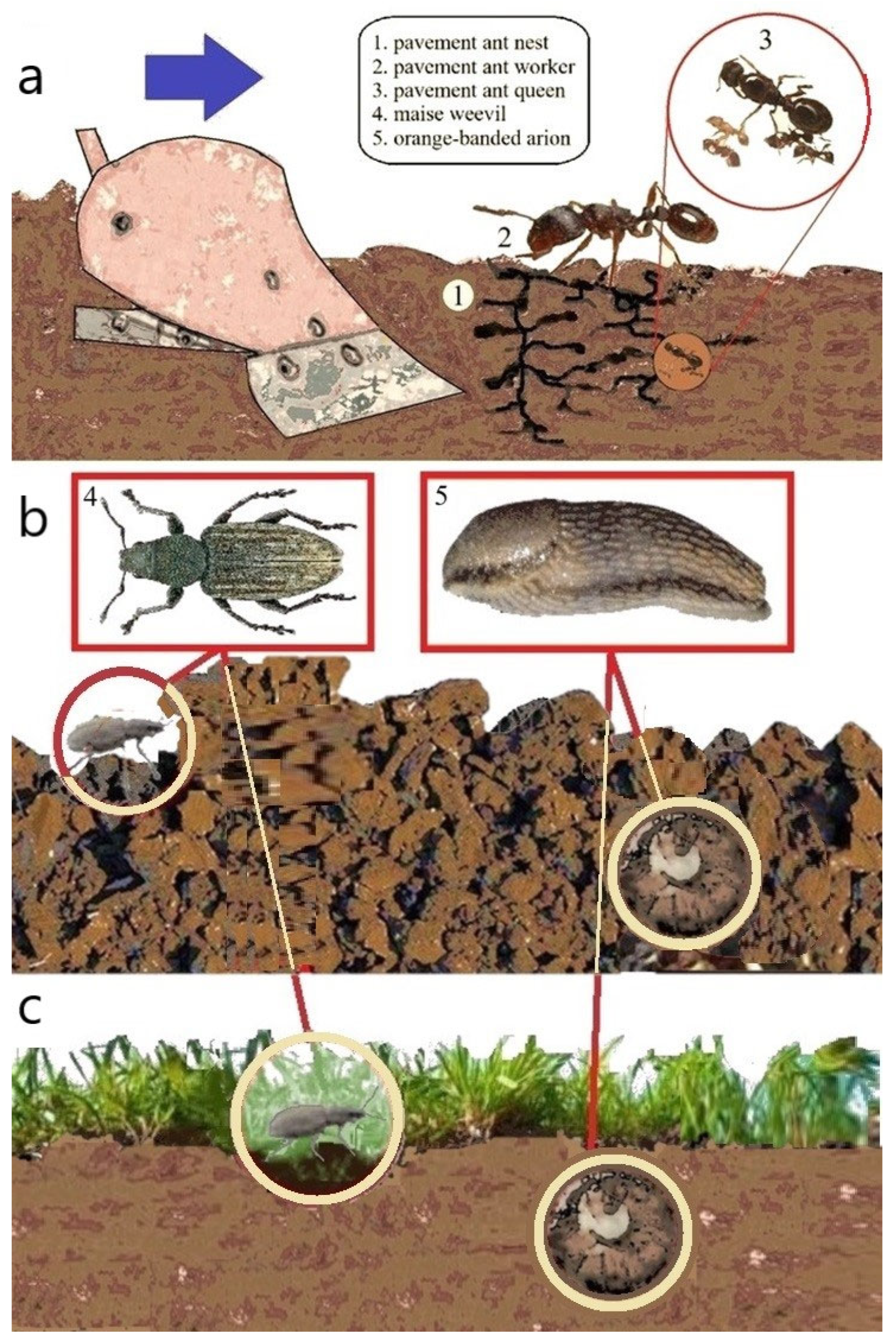 Agronomy 15 01454 g006