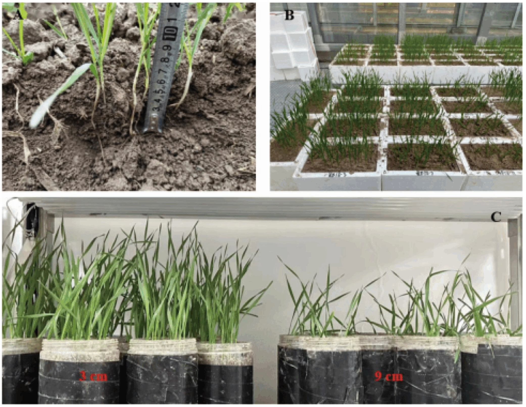 Agronomy 15 01466 g0a1 Agronomy 15 01466 g0a1