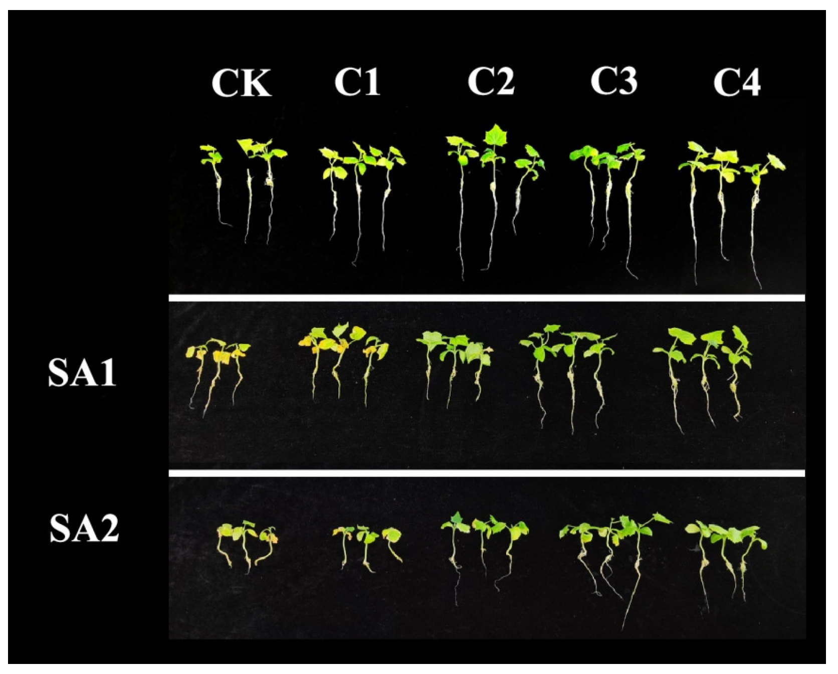 Agronomy 15 01468 g001