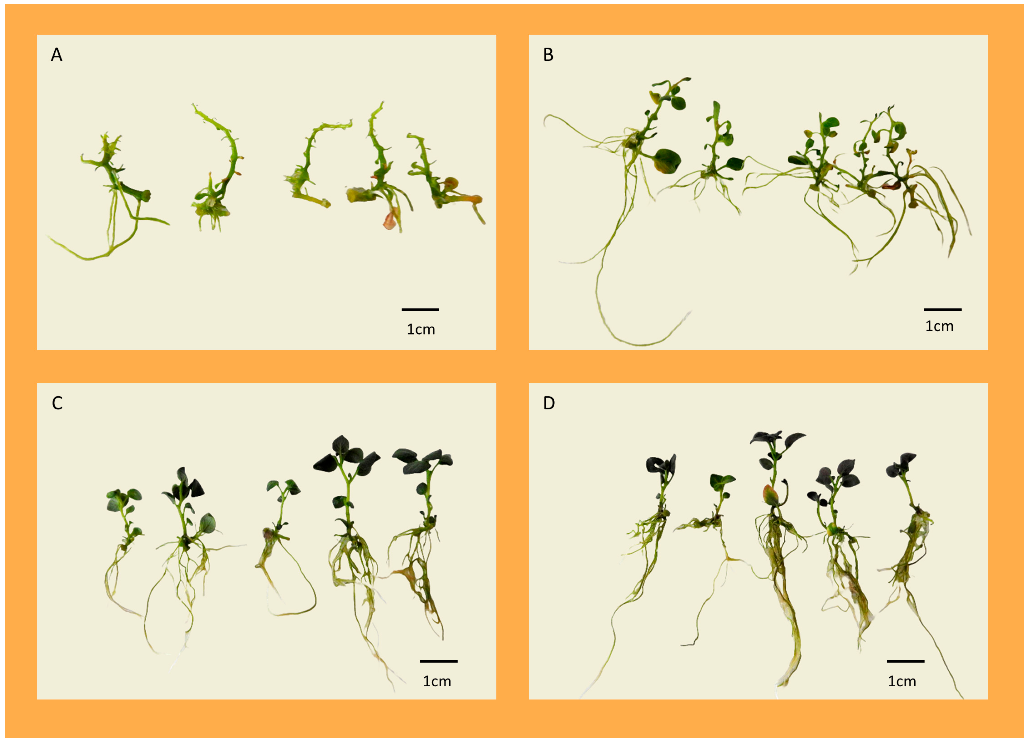 Agronomy 15 01470 g001