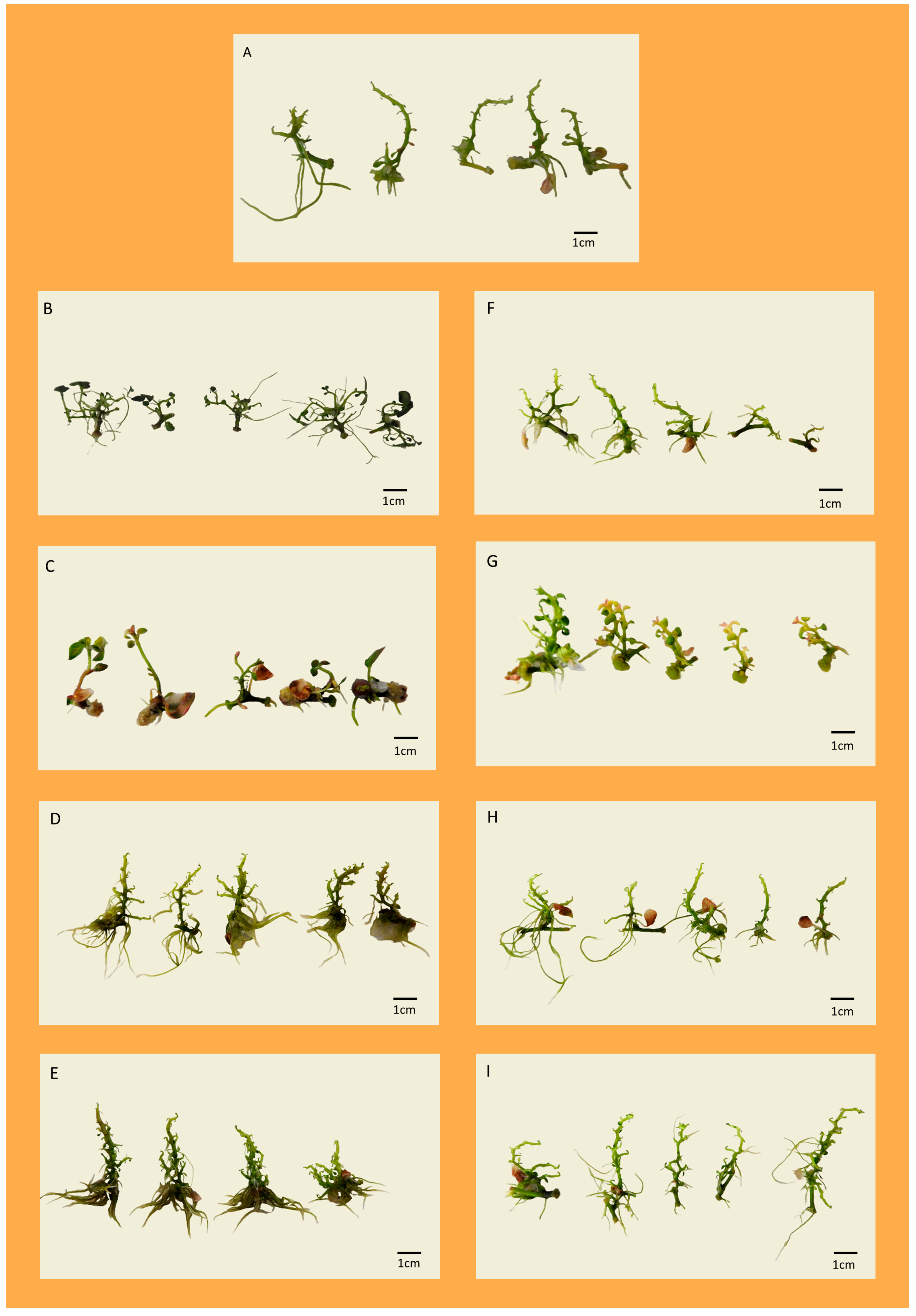 Agronomy 15 01470 g002