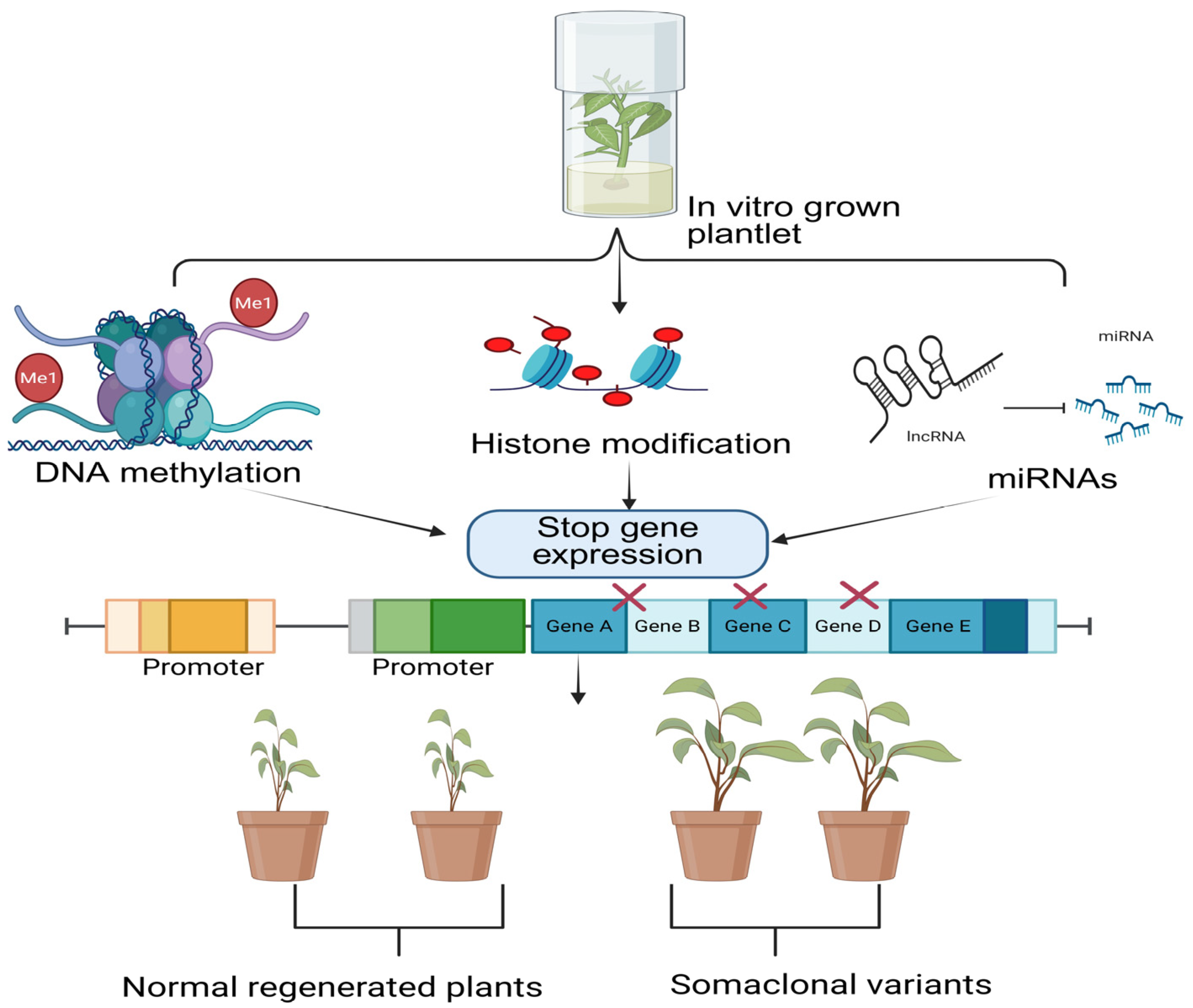 Agronomy 15 01489 g003