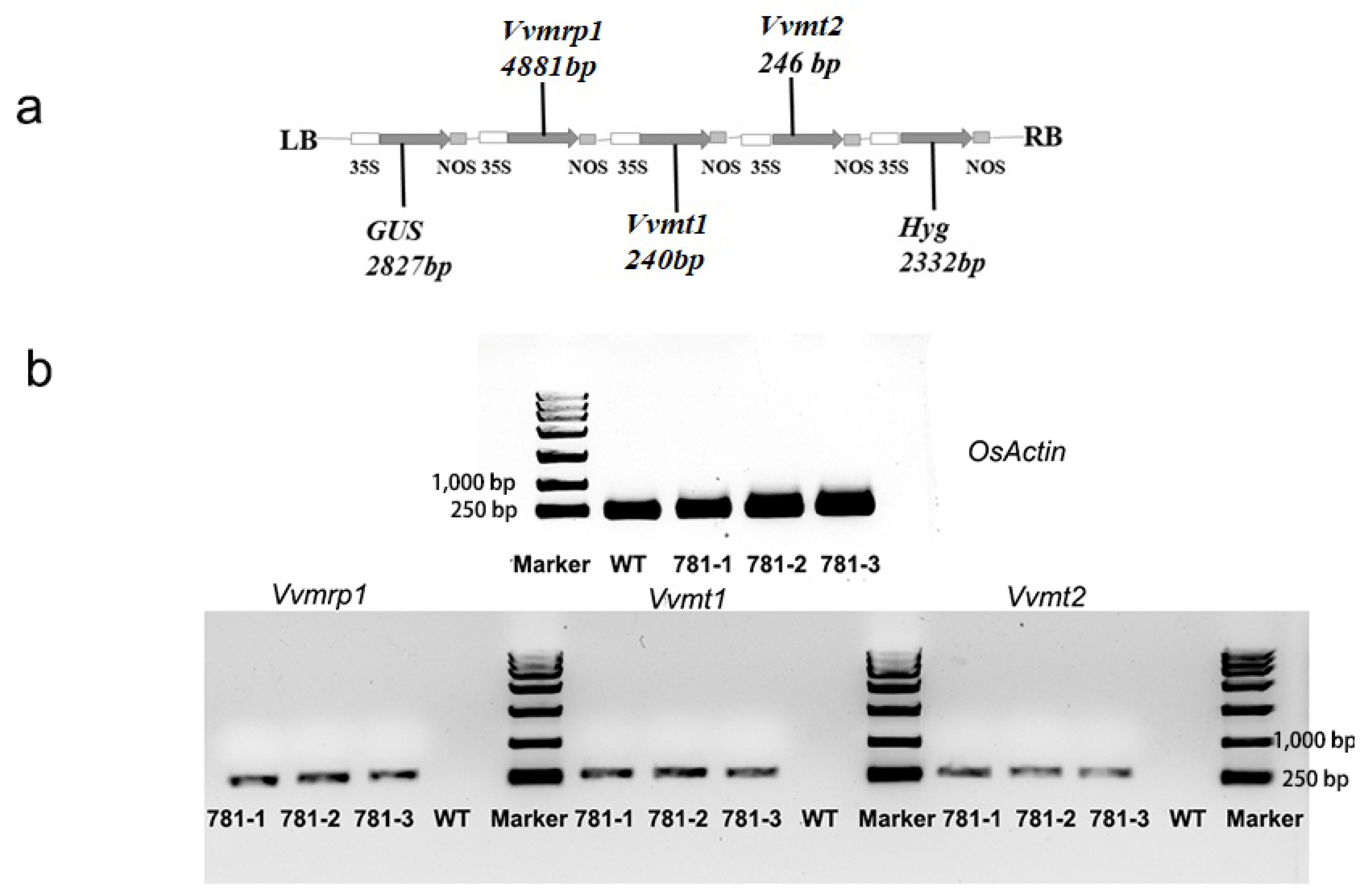 Agronomy 15 01493 g003