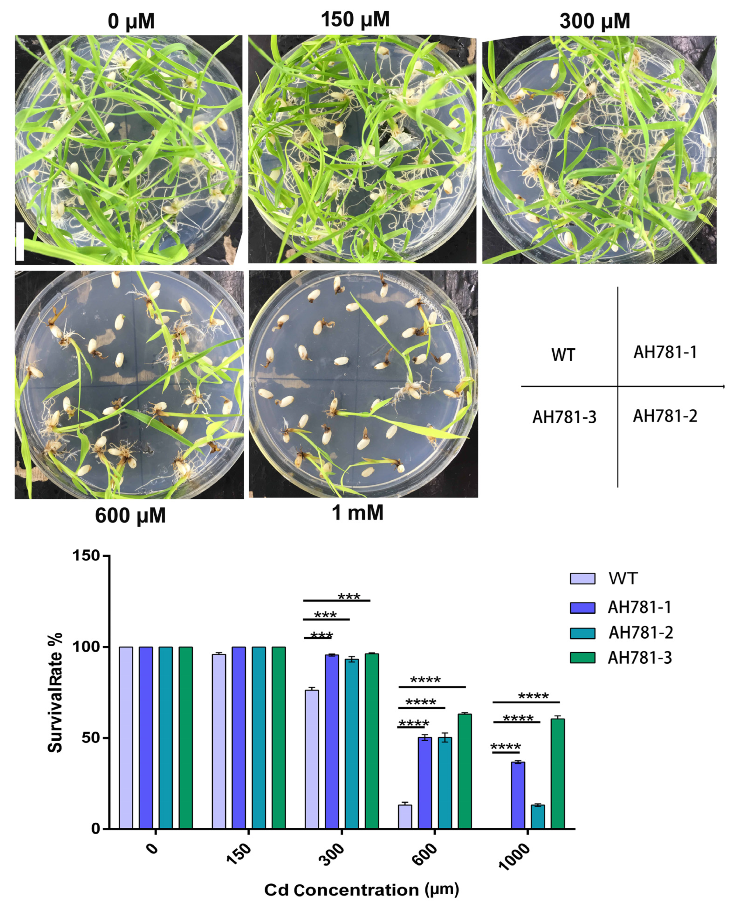Agronomy 15 01493 g004