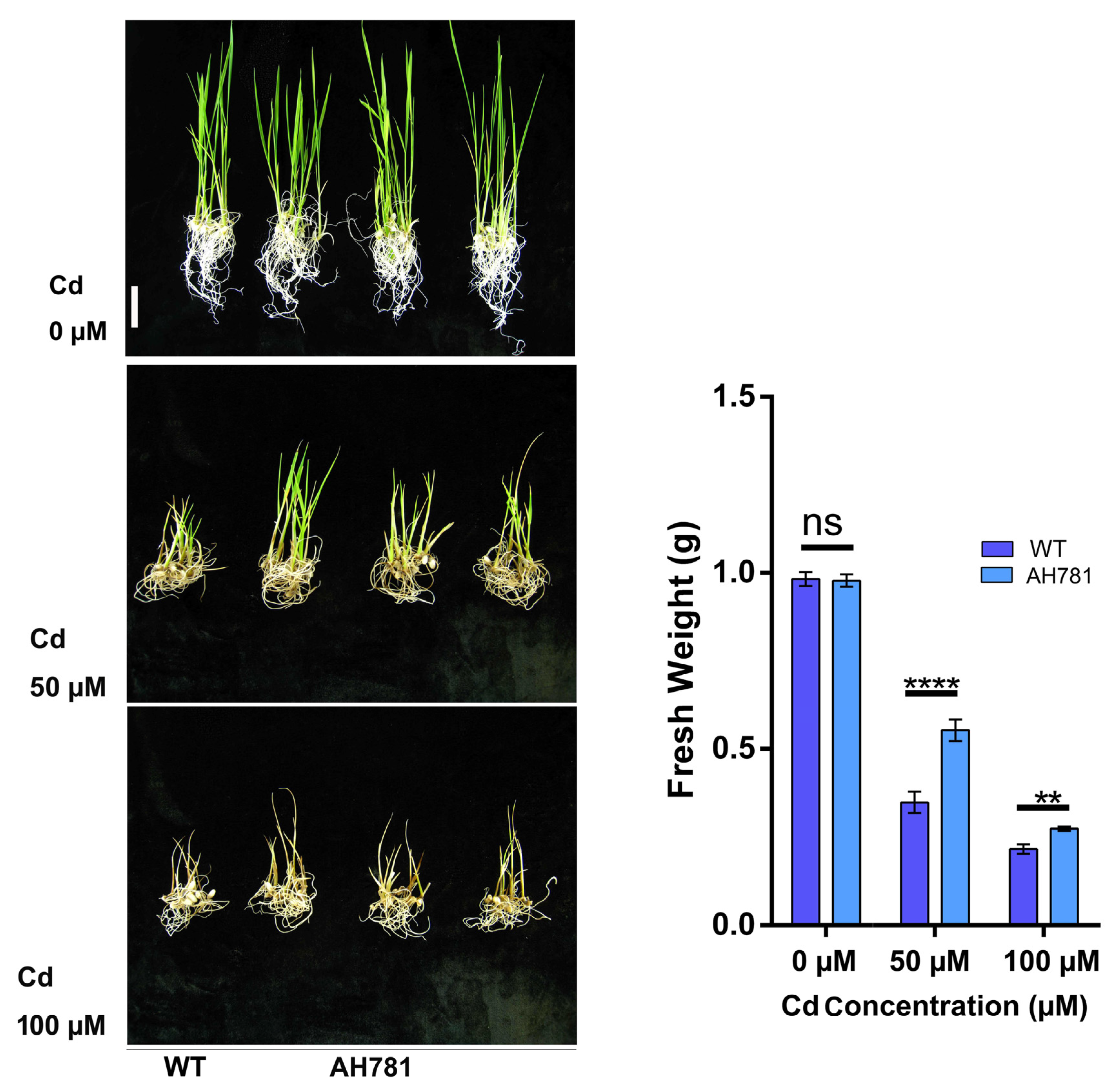 Agronomy 15 01493 g005
