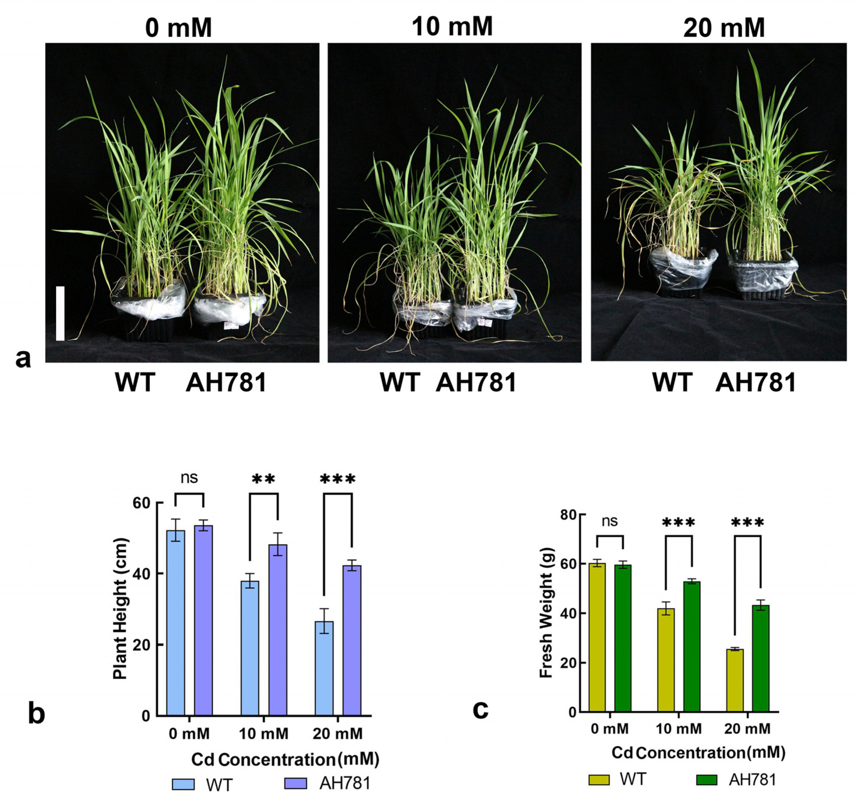Agronomy 15 01493 g006
