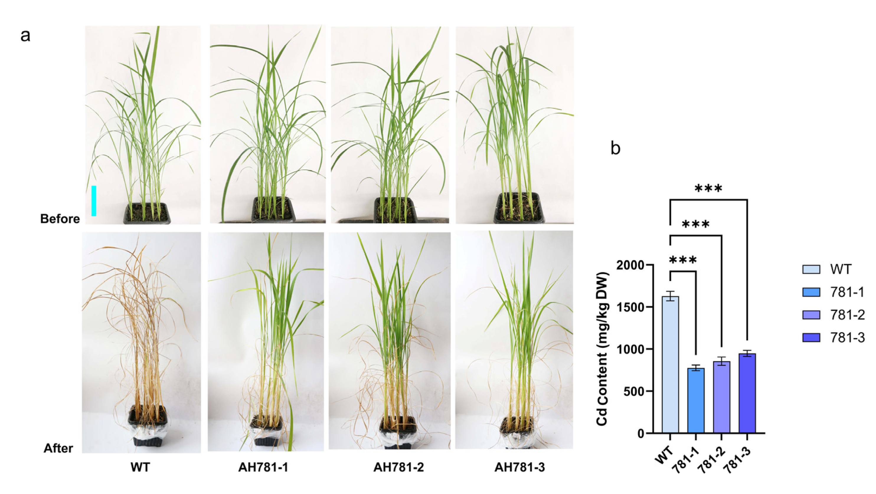 Agronomy 15 01493 g007