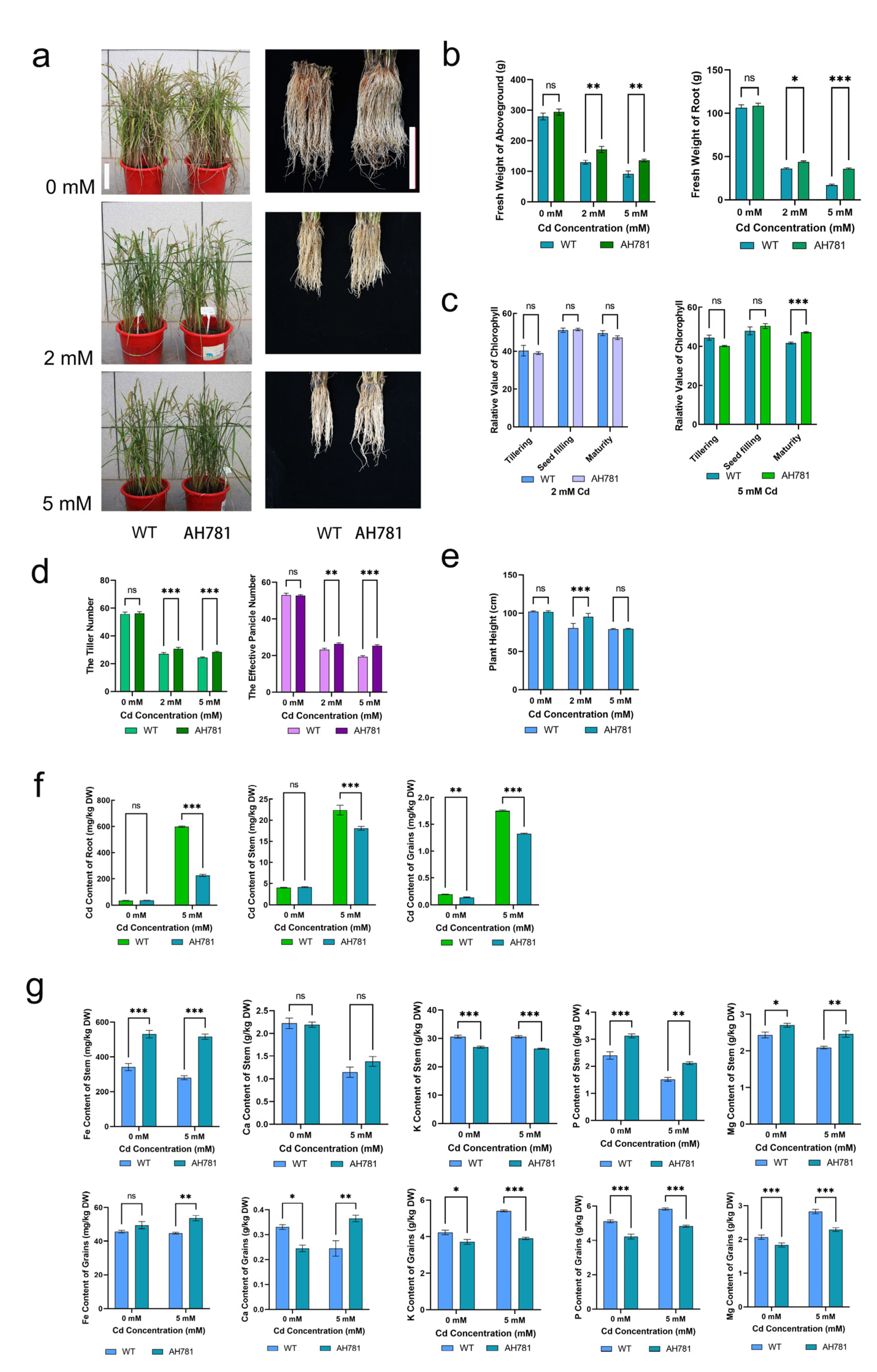 Agronomy 15 01493 g008