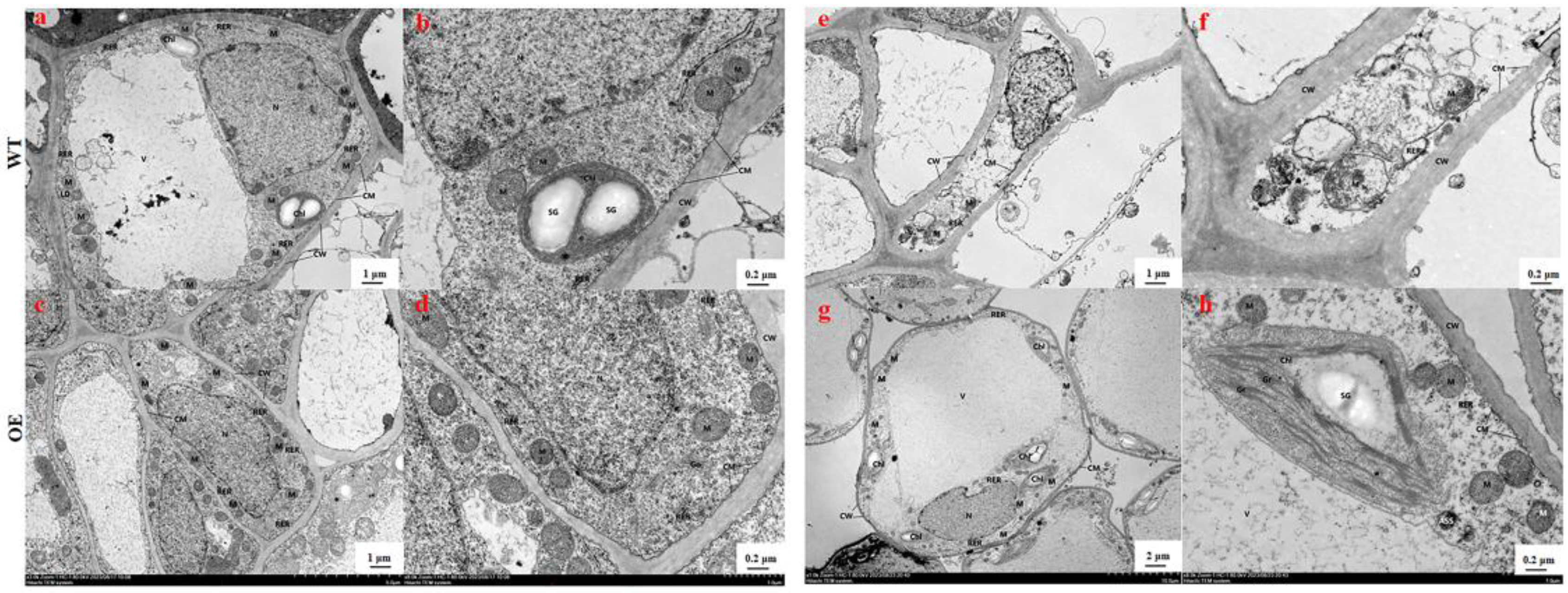 Agronomy 15 01503 g002