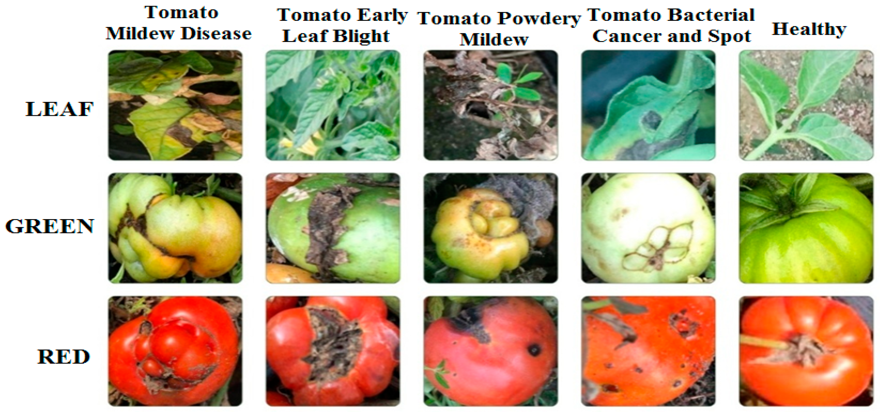 Agronomy 15 01509 g002