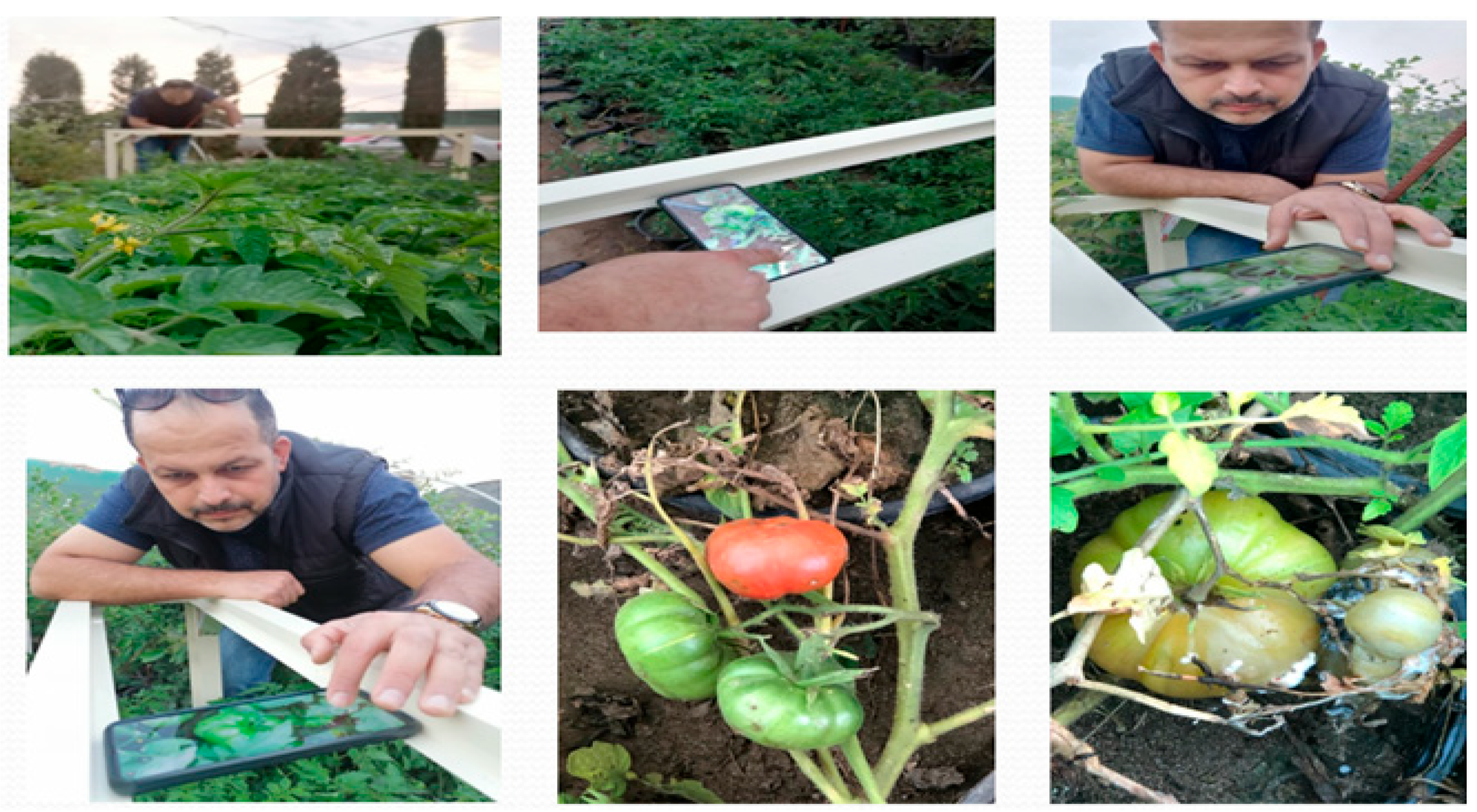 Agronomy 15 01509 g003