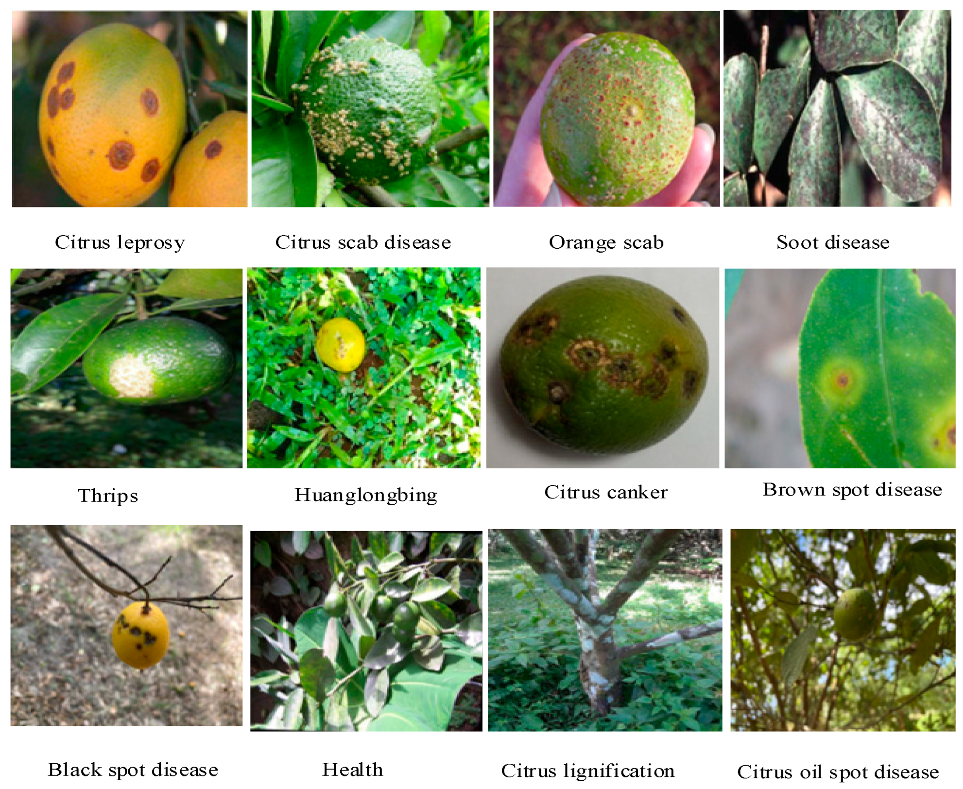 Agronomy 15 01515 g001