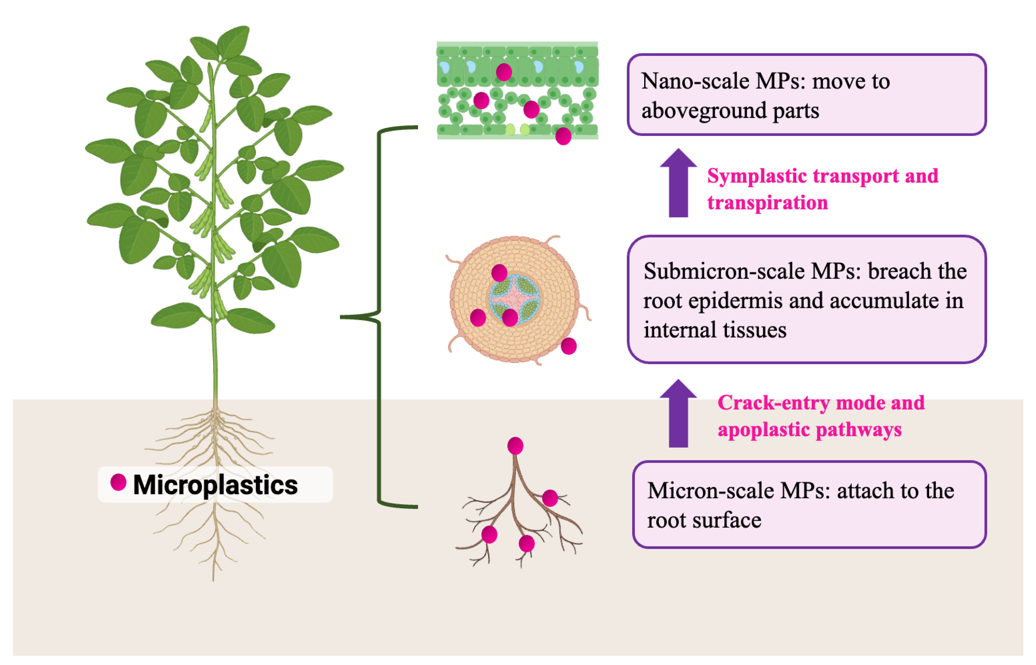 Agronomy 15 01519 g002