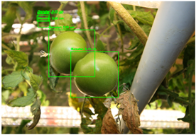 Agronomy 15 01524 i004