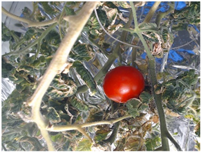 Agronomy 15 01524 i007