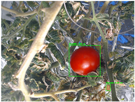 Agronomy 15 01524 i008