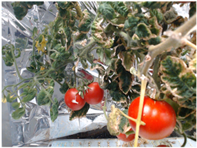 Agronomy 15 01524 i009