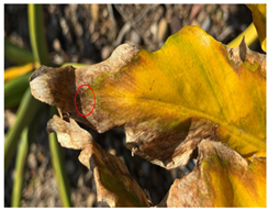 Agronomy 15 01524 i011