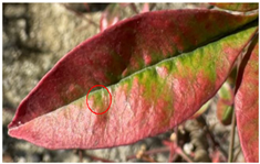 Agronomy 15 01524 i016