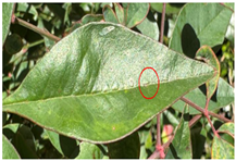 Agronomy 15 01524 i019