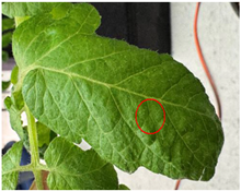 Agronomy 15 01524 i020