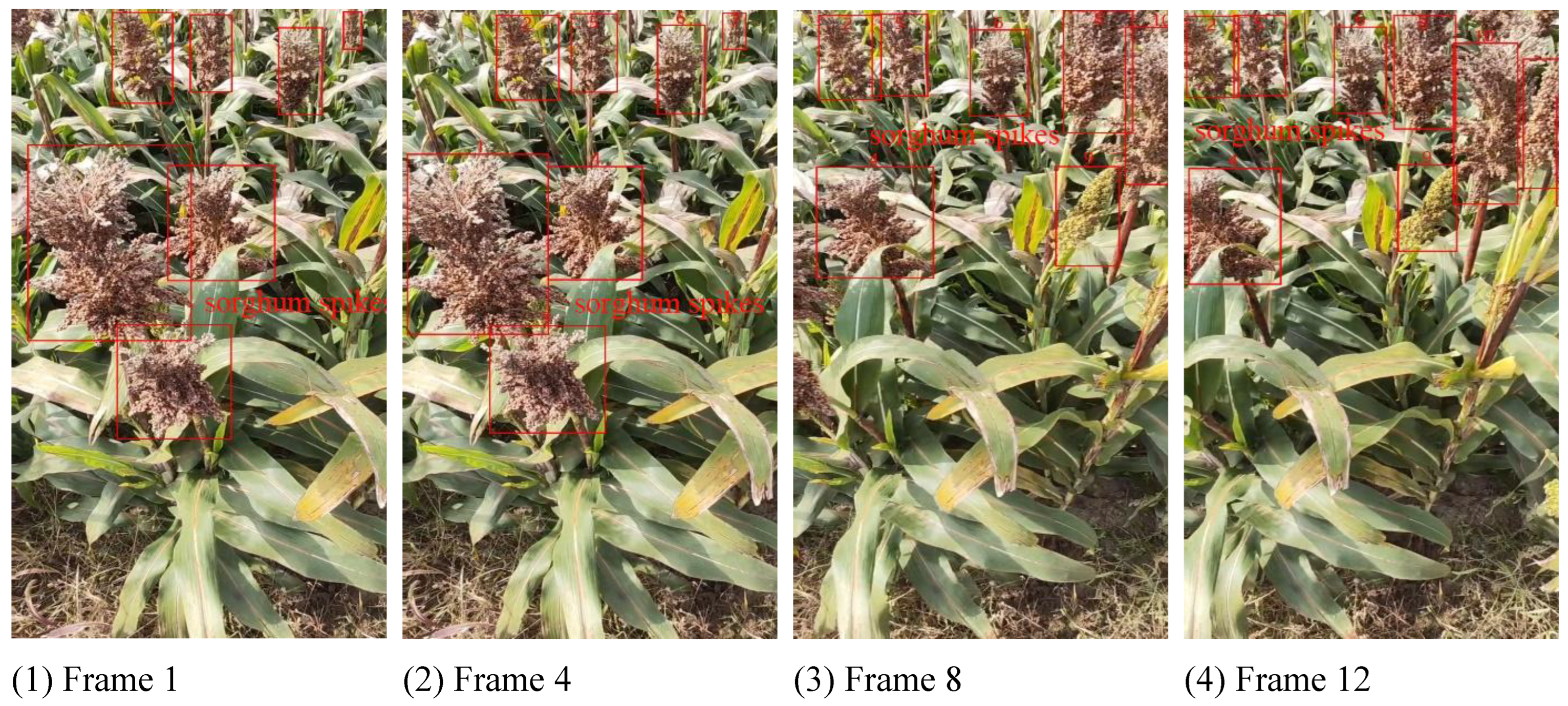 Agronomy 15 01526 g011