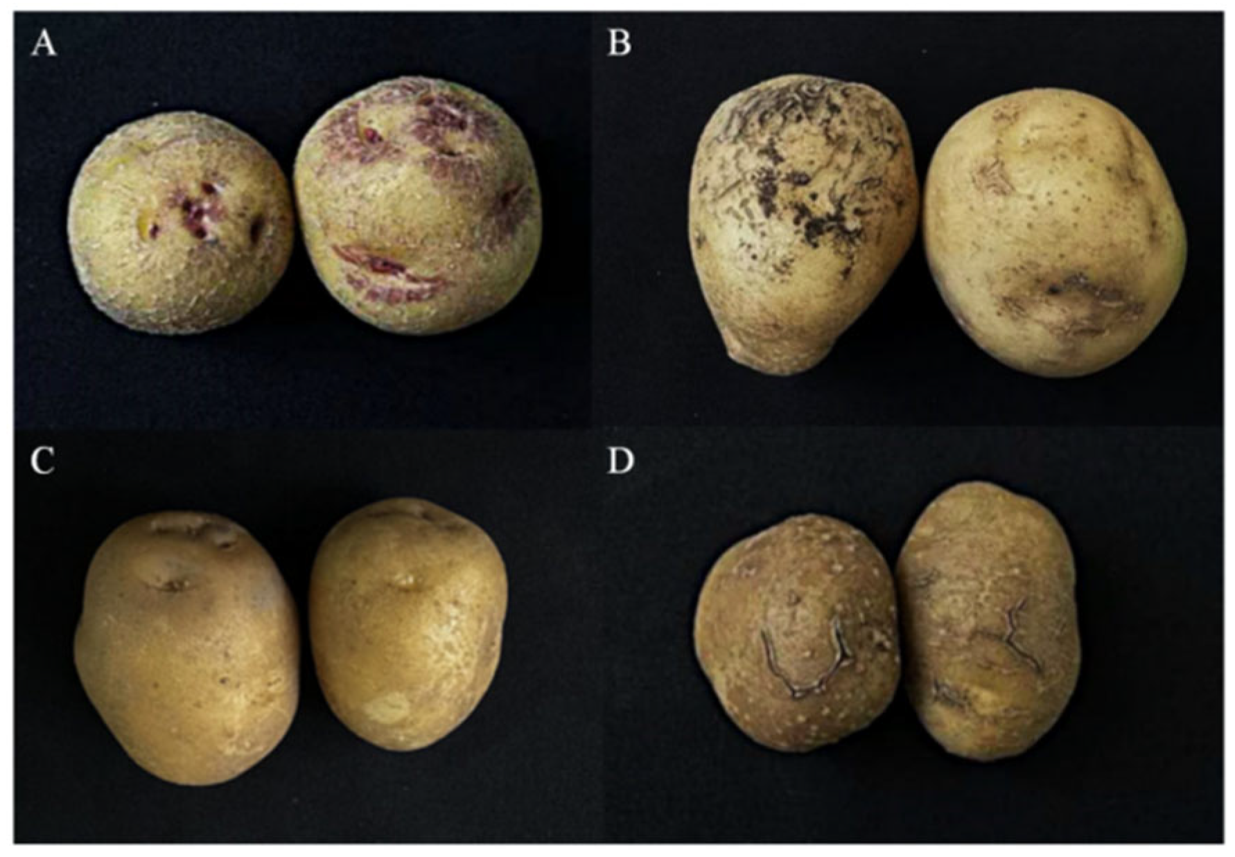 Agronomy 15 01527 g001