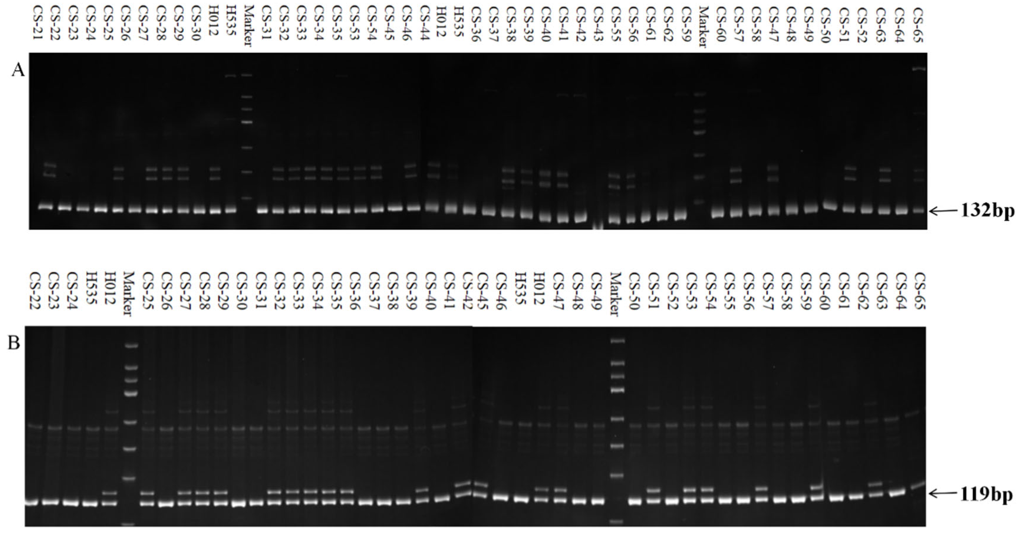 Agronomy 15 01527 g002