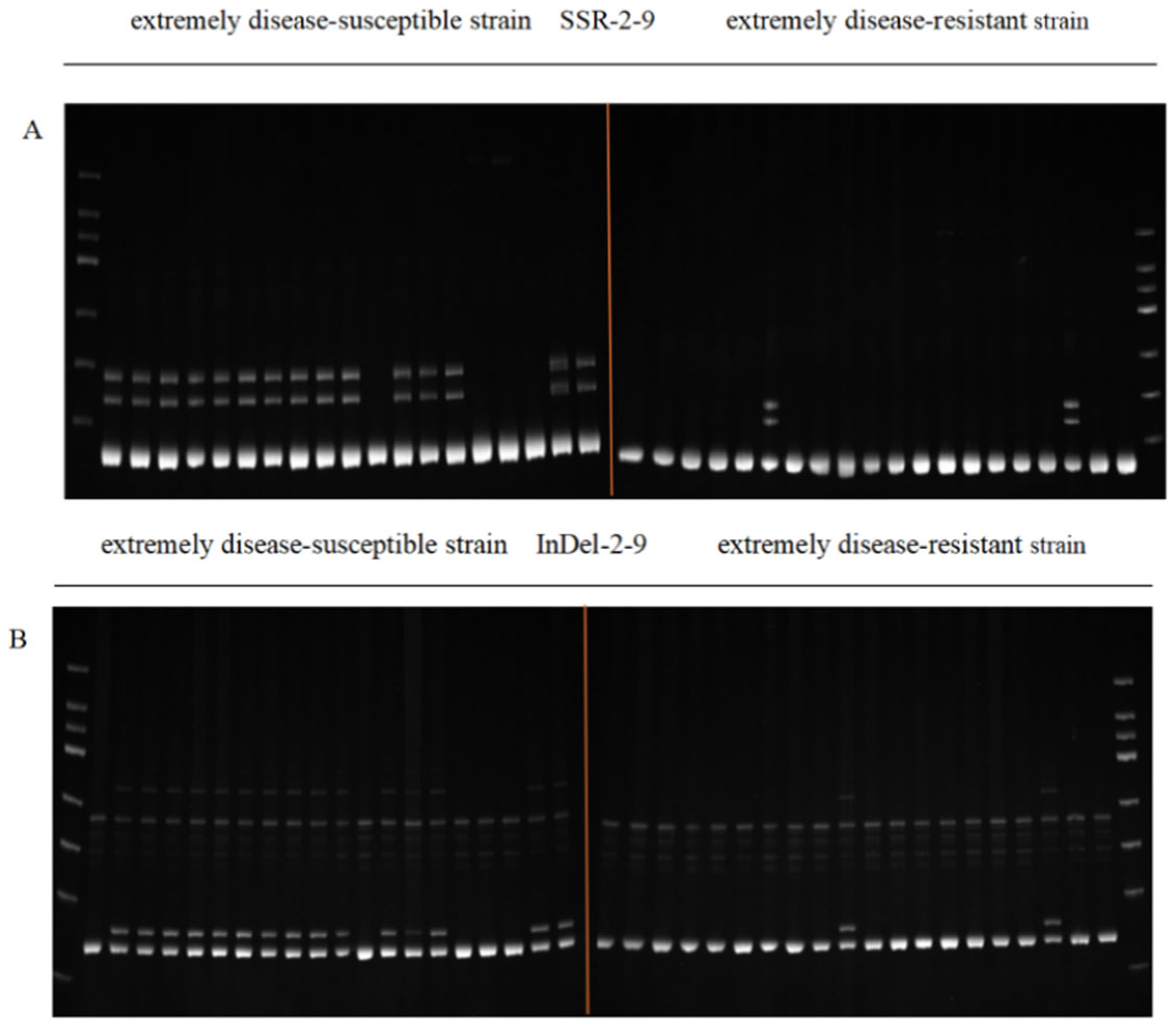 Agronomy 15 01527 g003