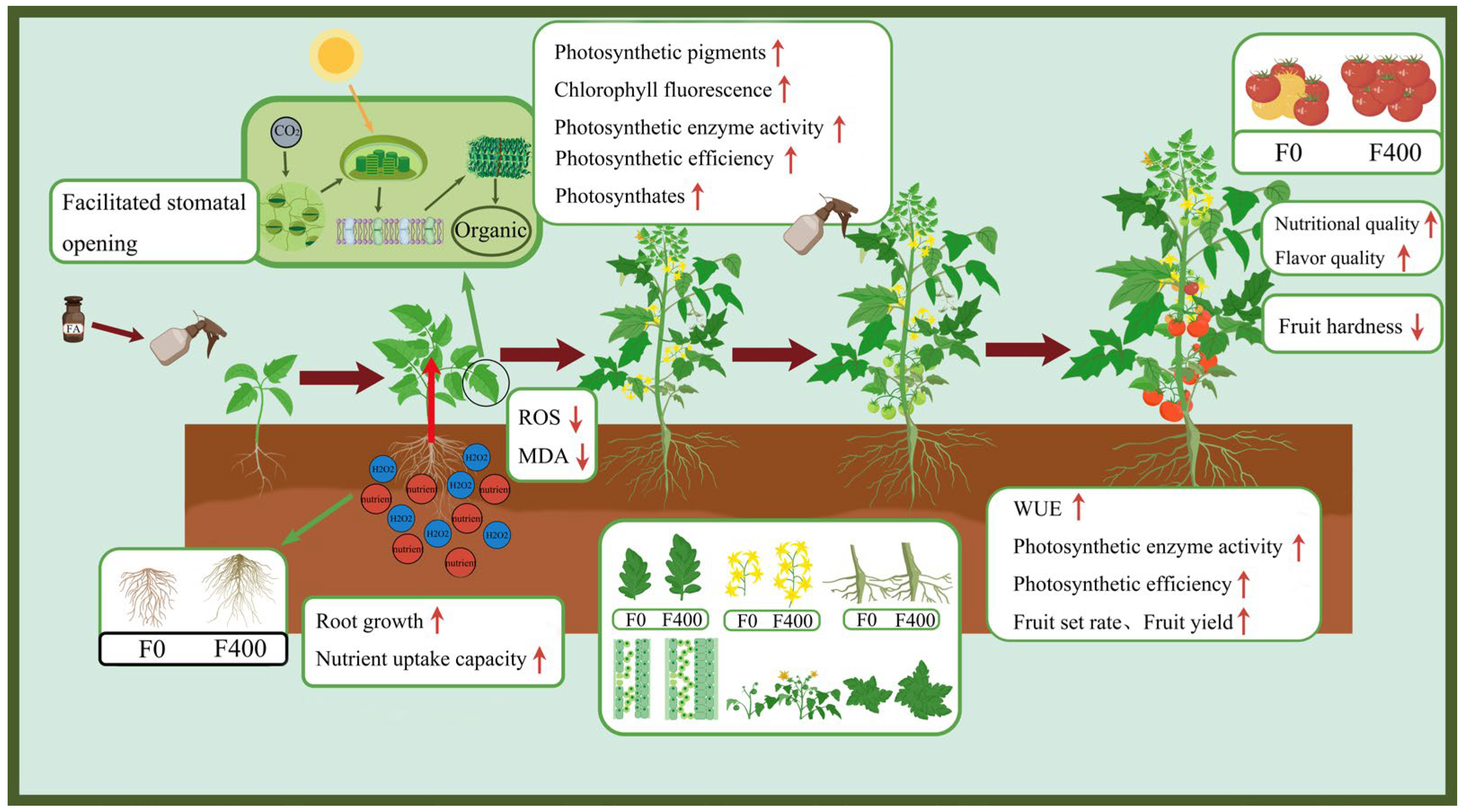 Agronomy 15 01528 g009