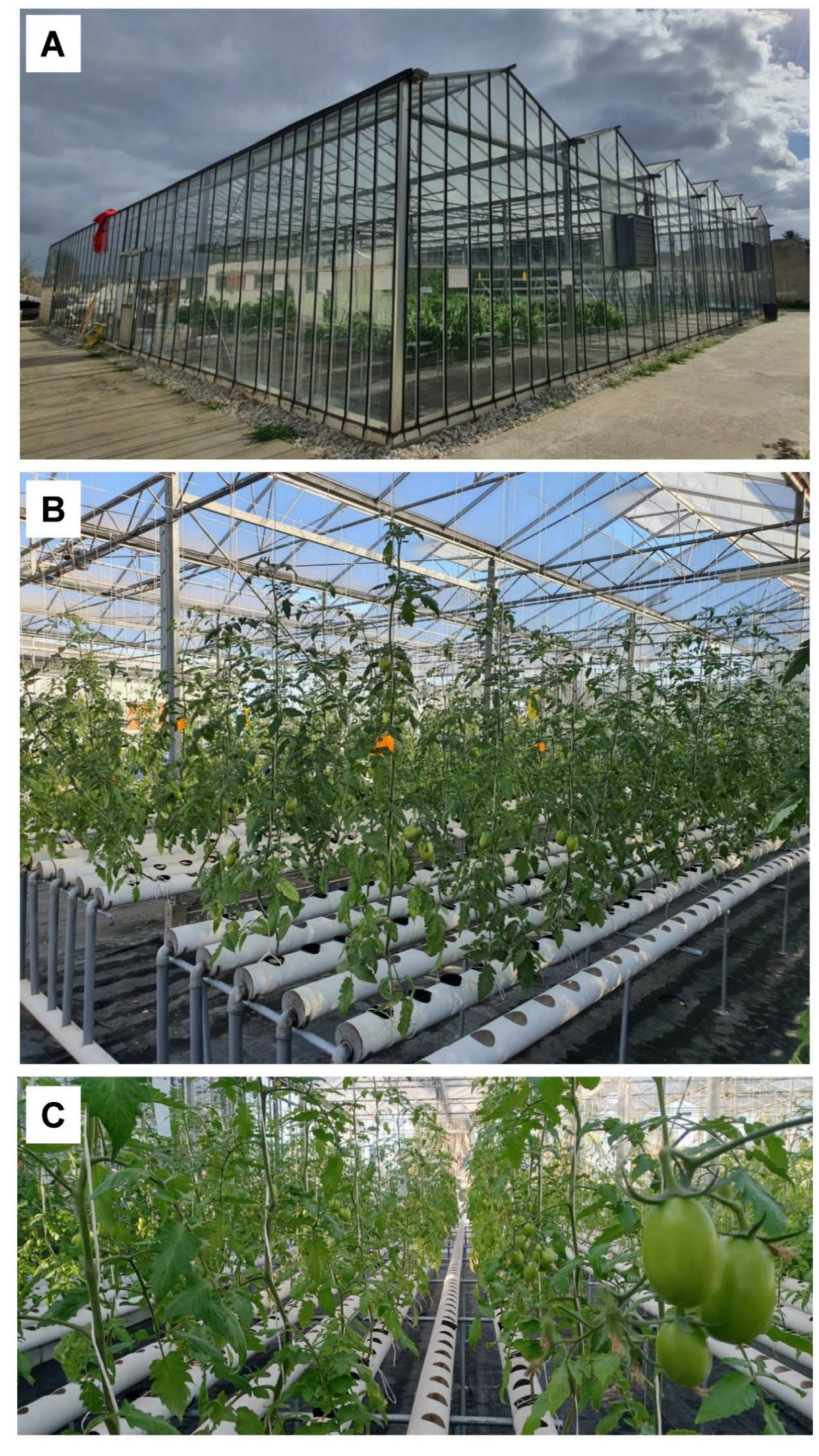 Agronomy 15 01553 g002