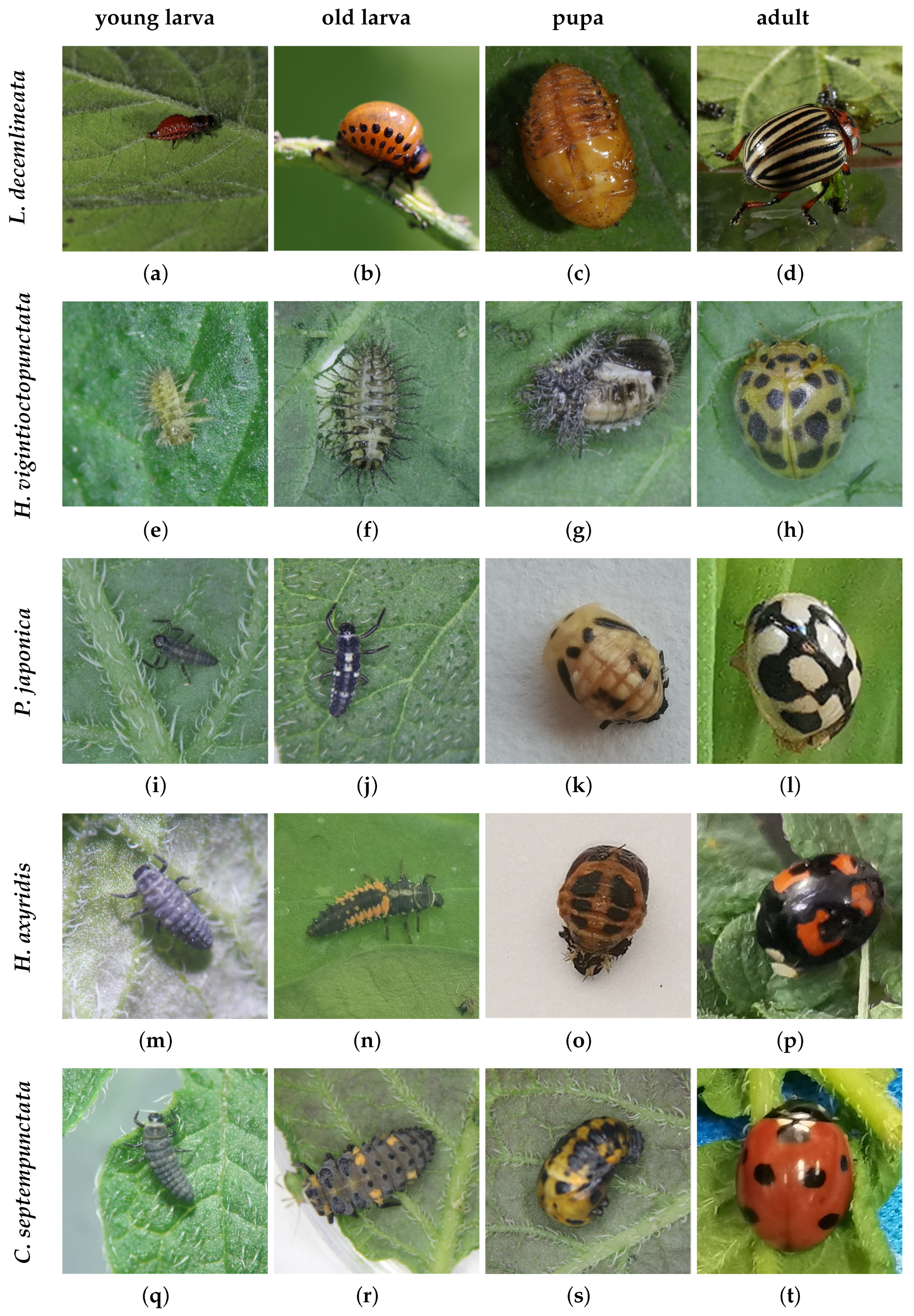 Agronomy 15 01557 g002