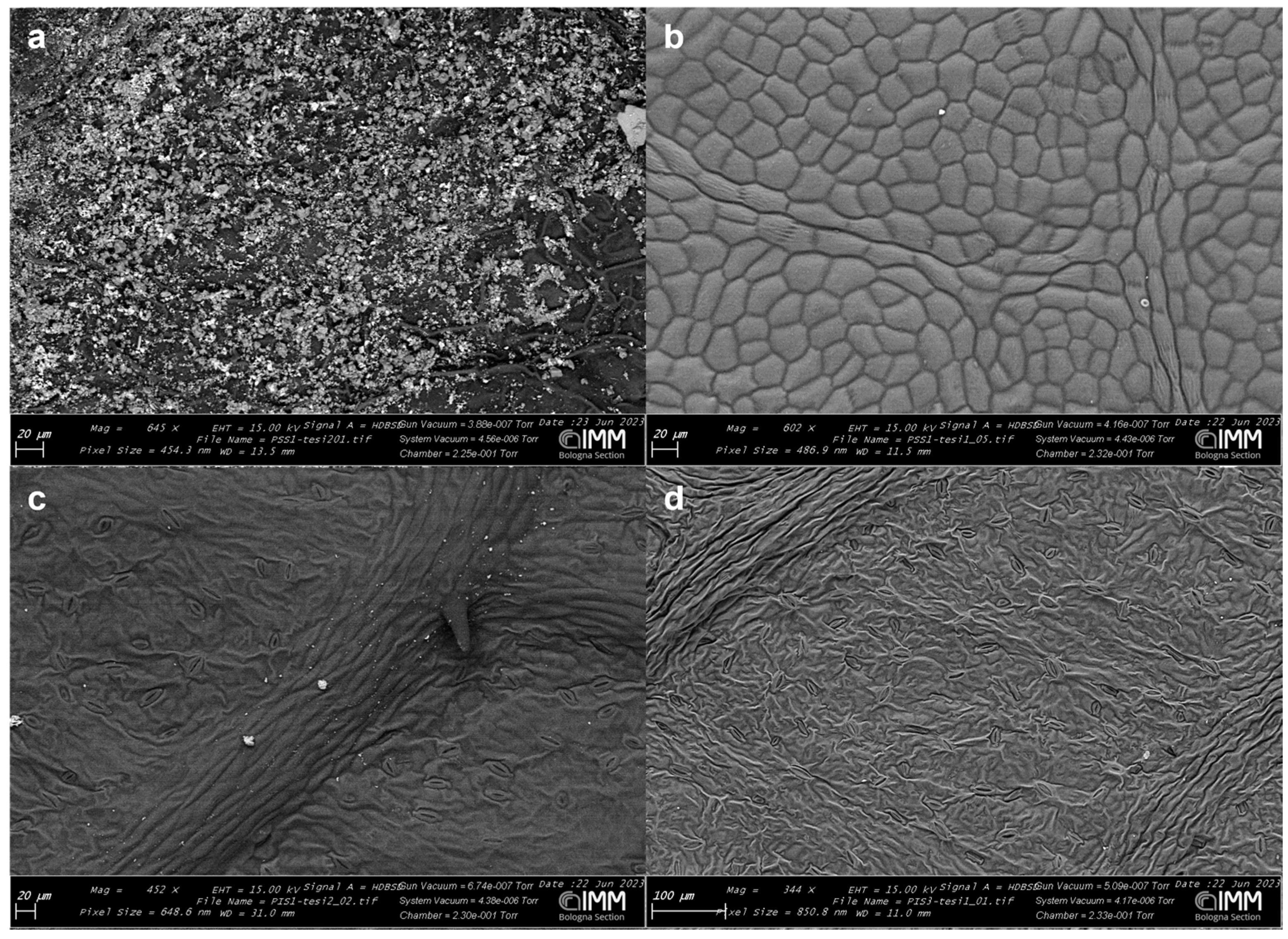 Agronomy 15 01563 g005 Agronomy 15 01563 g005
