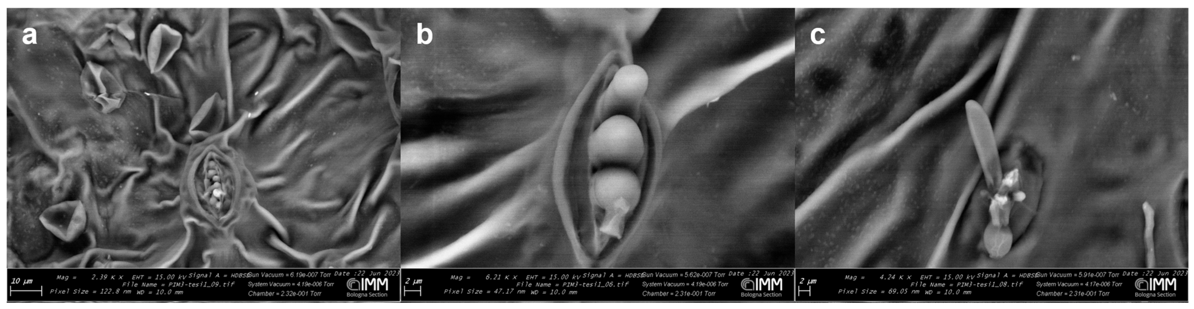 Agronomy 15 01563 g006 Agronomy 15 01563 g006