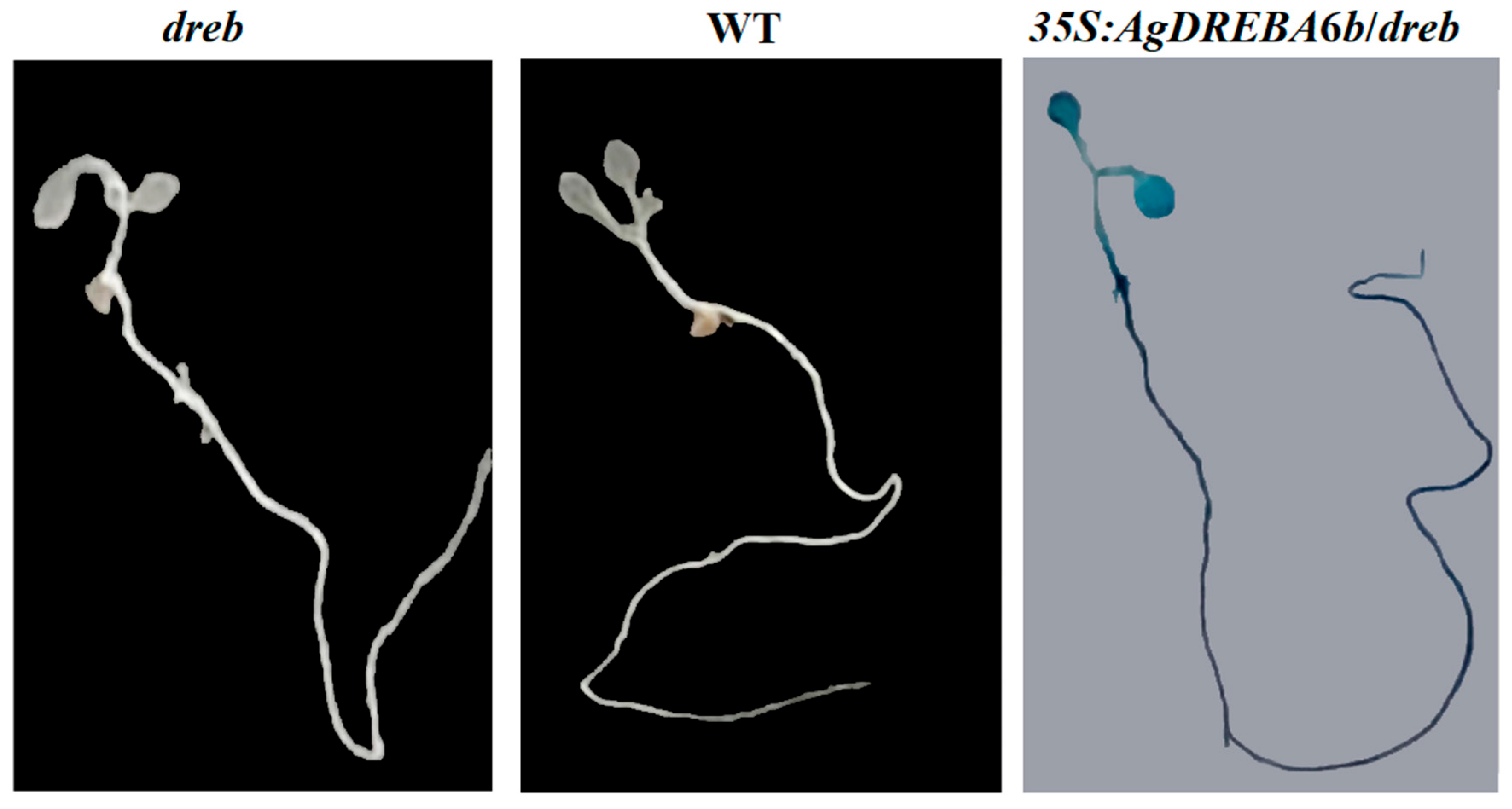 Agronomy 15 01565 g001