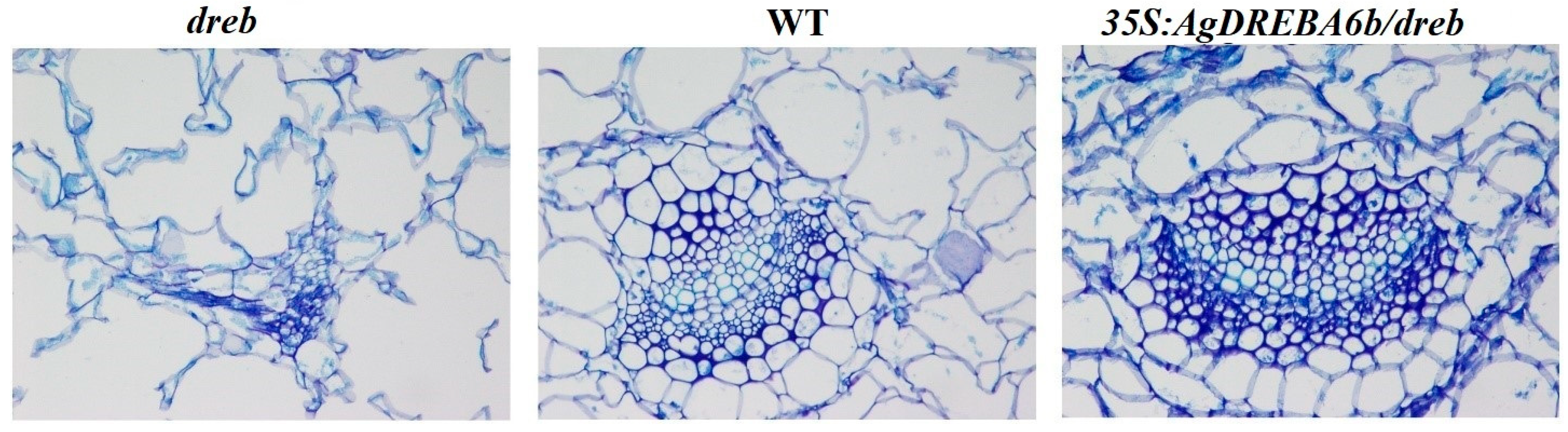 Agronomy 15 01565 g003