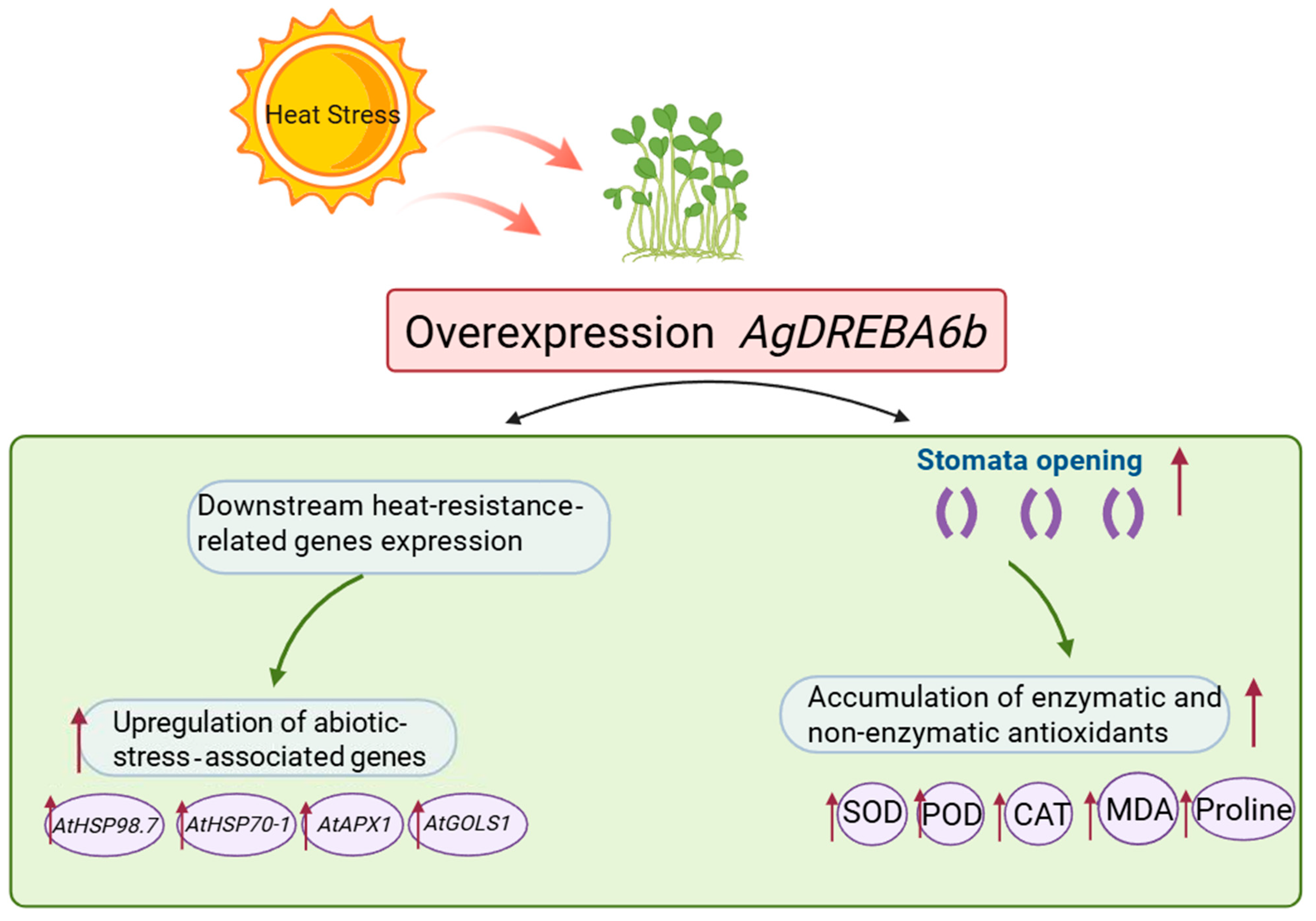Agronomy 15 01565 g007