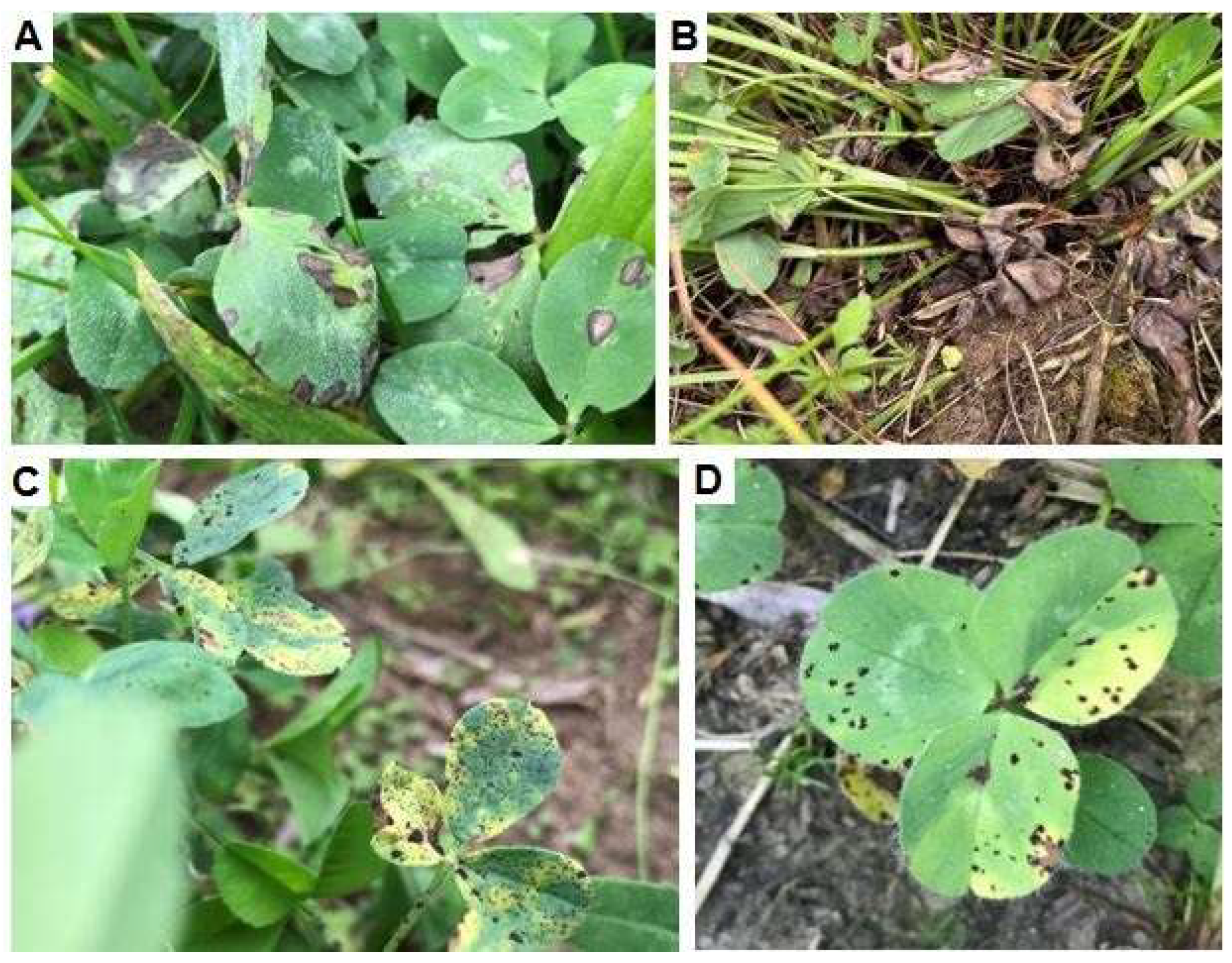 Agronomy 15 01566 g004