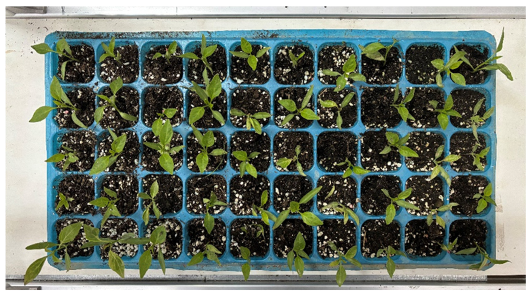 Agronomy 15 01568 g004