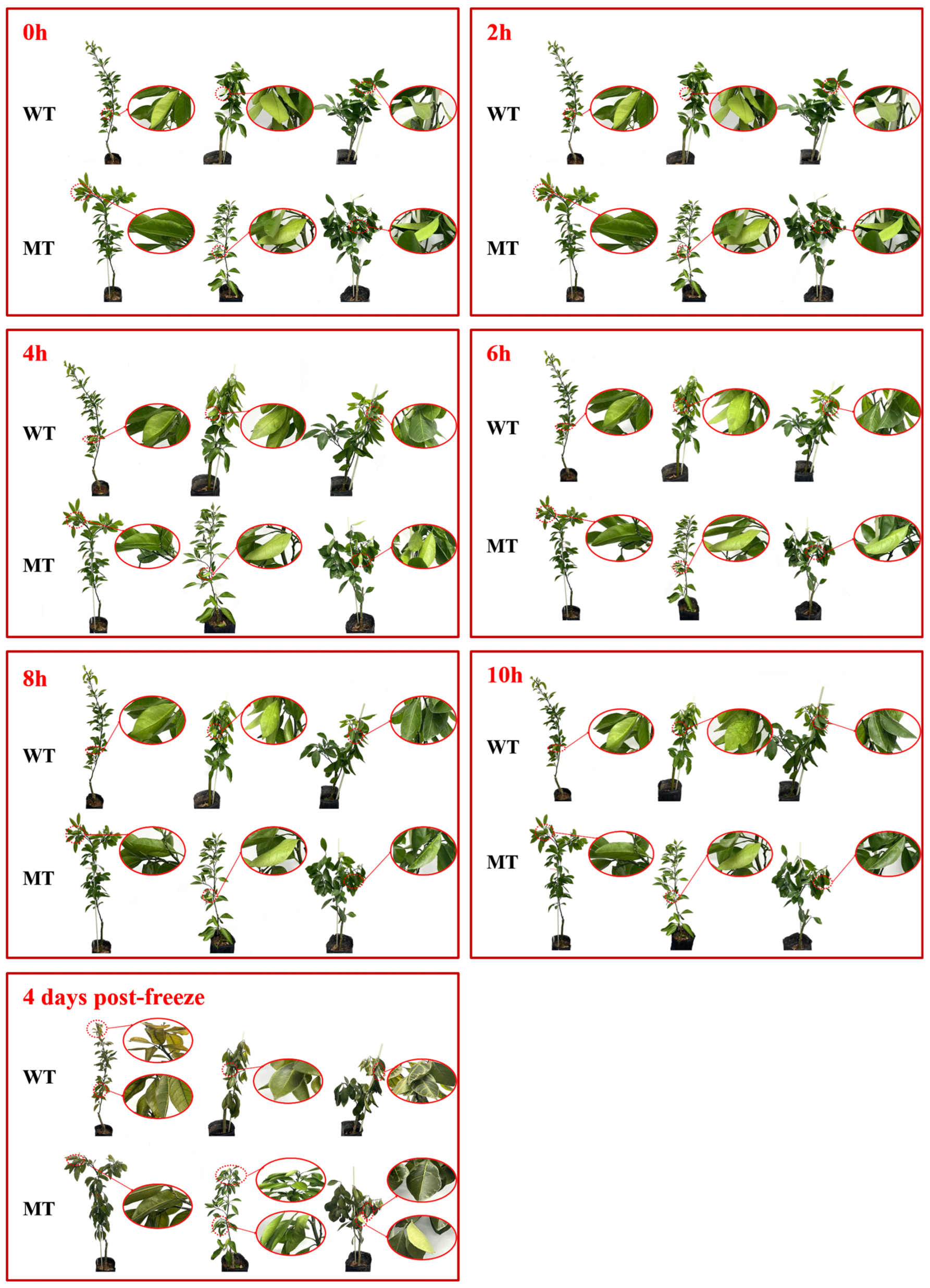 Agronomy 15 01570 g001