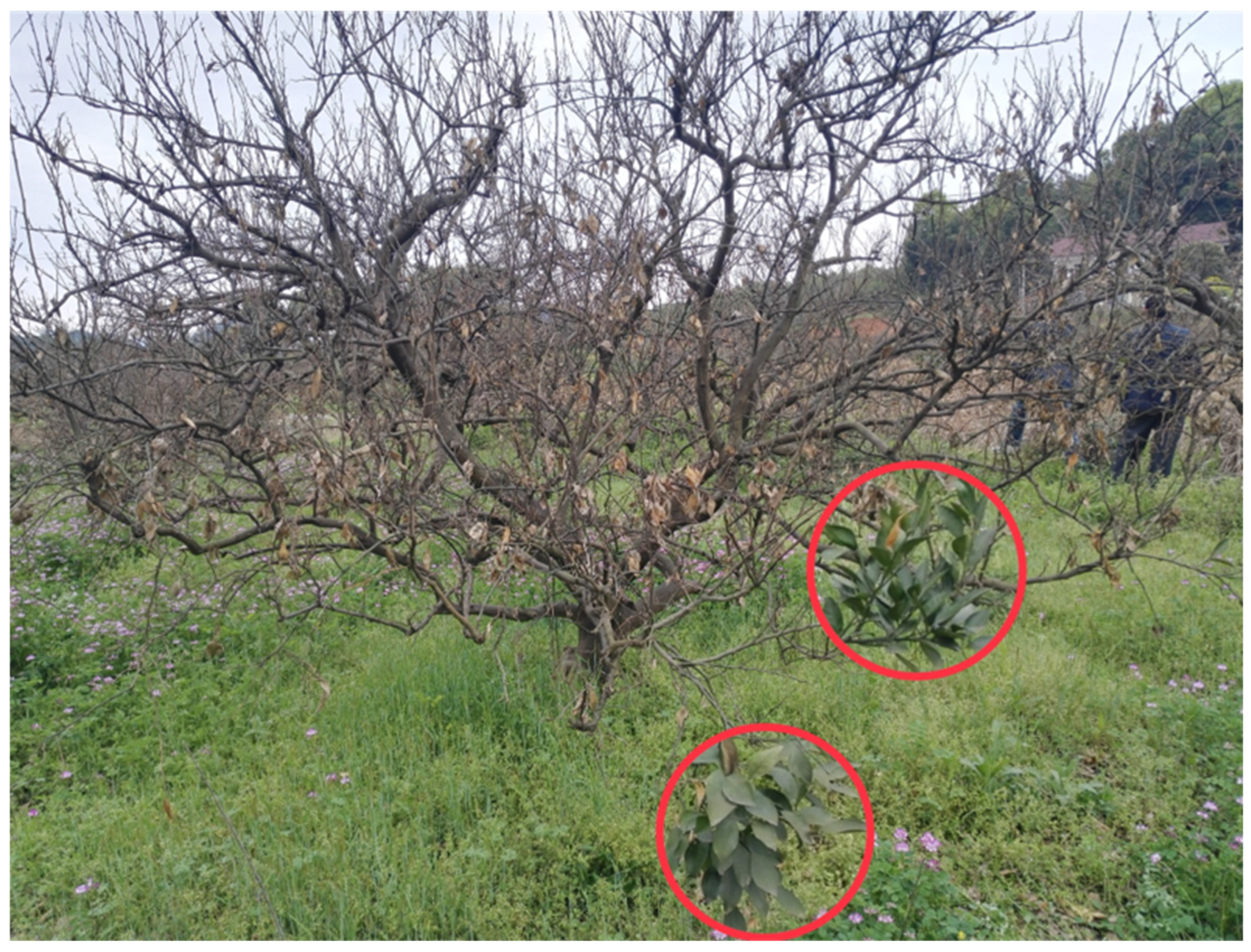 Agronomy 15 01570 g0a1