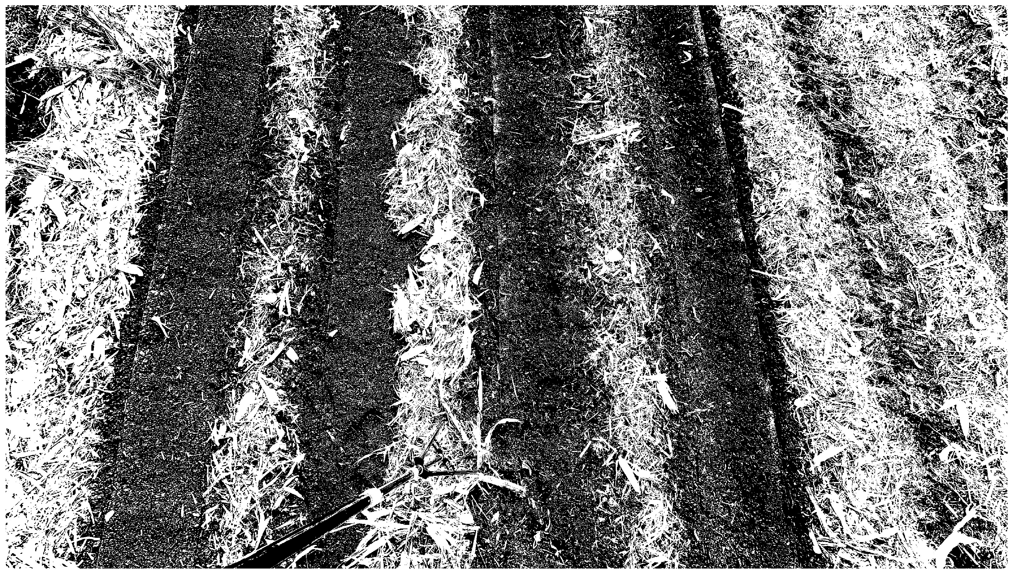 Agronomy 15 01575 g006