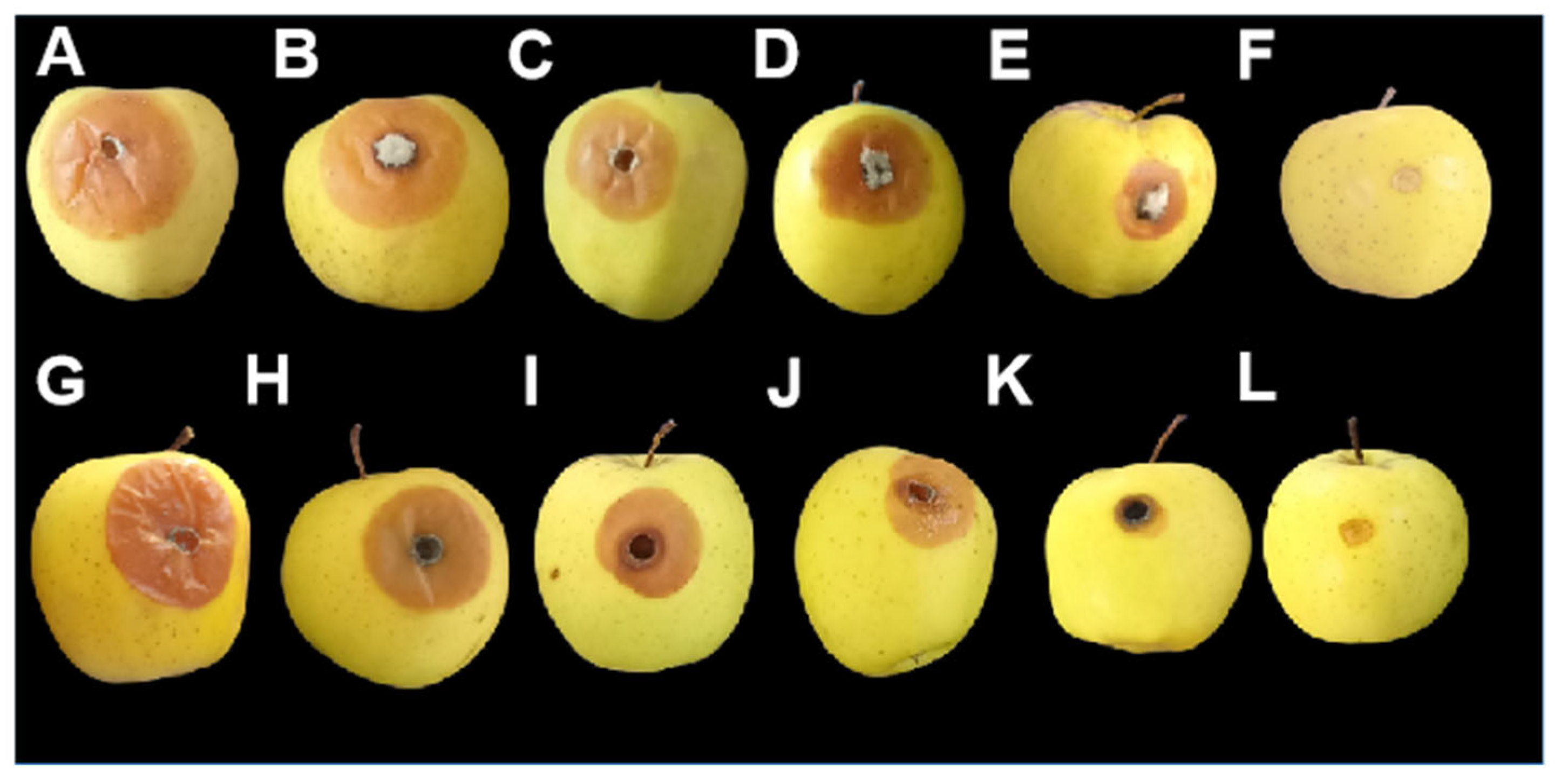 Agronomy 15 01577 g003