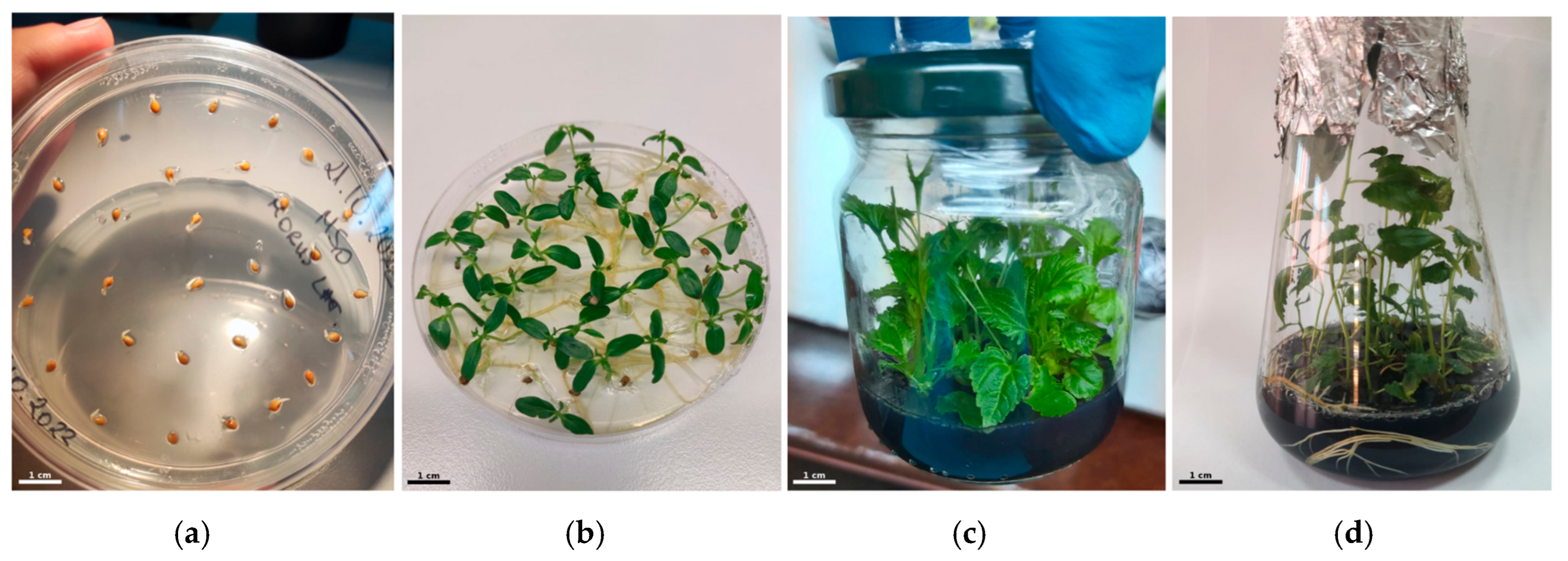 Agronomy 15 01584 g002