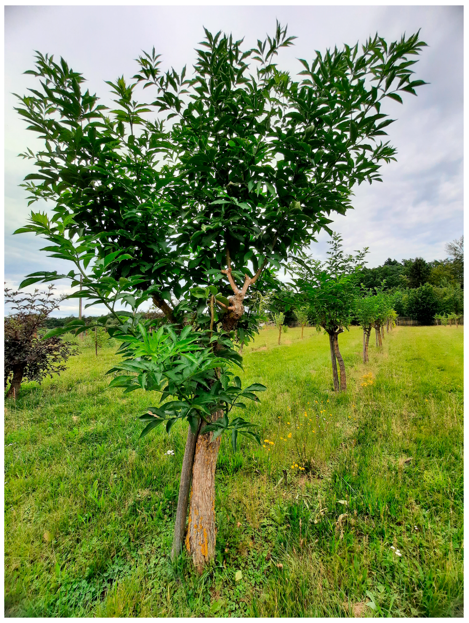 Agronomy 15 01588 g003