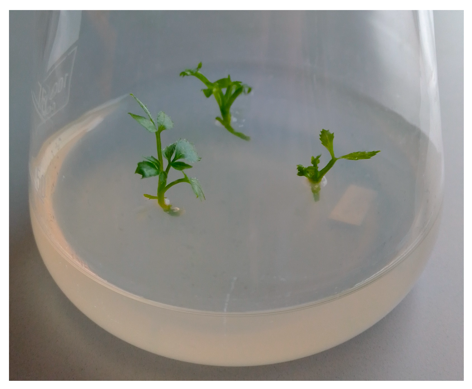 Agronomy 15 01588 g004