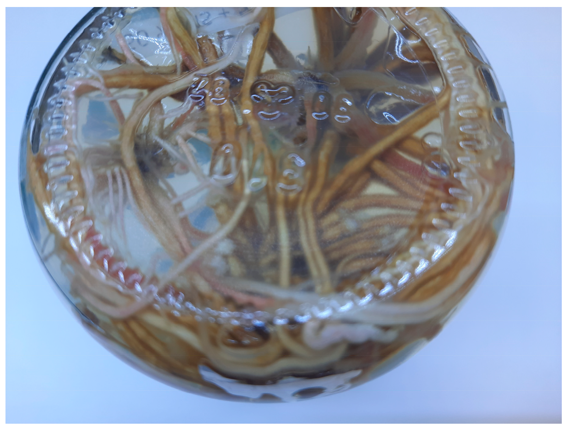 Agronomy 15 01588 g006